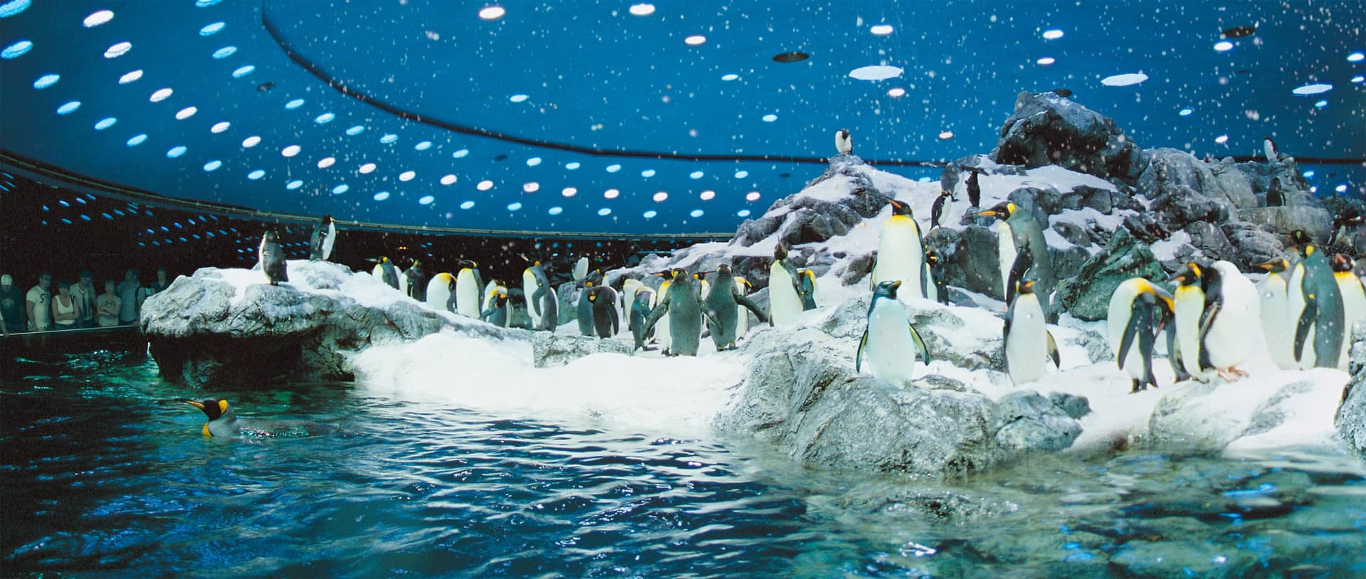 Loro Parque Ticket - تصویر 12