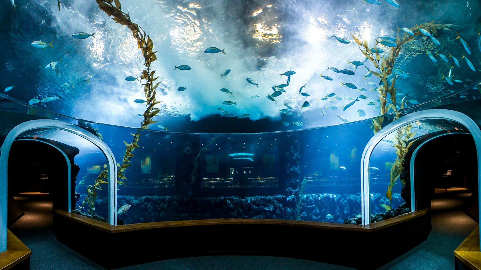 Poema del Mar - Aquarium Gran Canaria: Skip The Line Ticket - تصویر 3