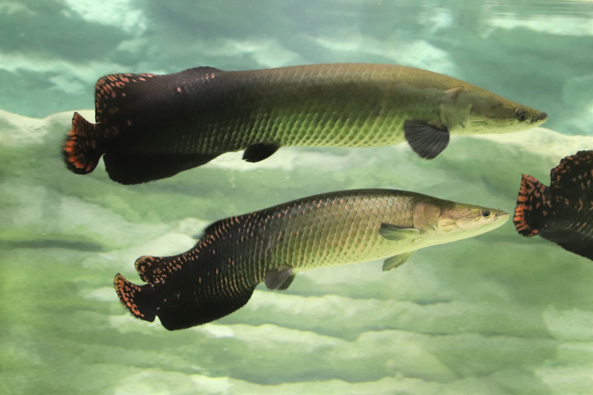 Kawasaki Aquarium Ticket - تصویر 4