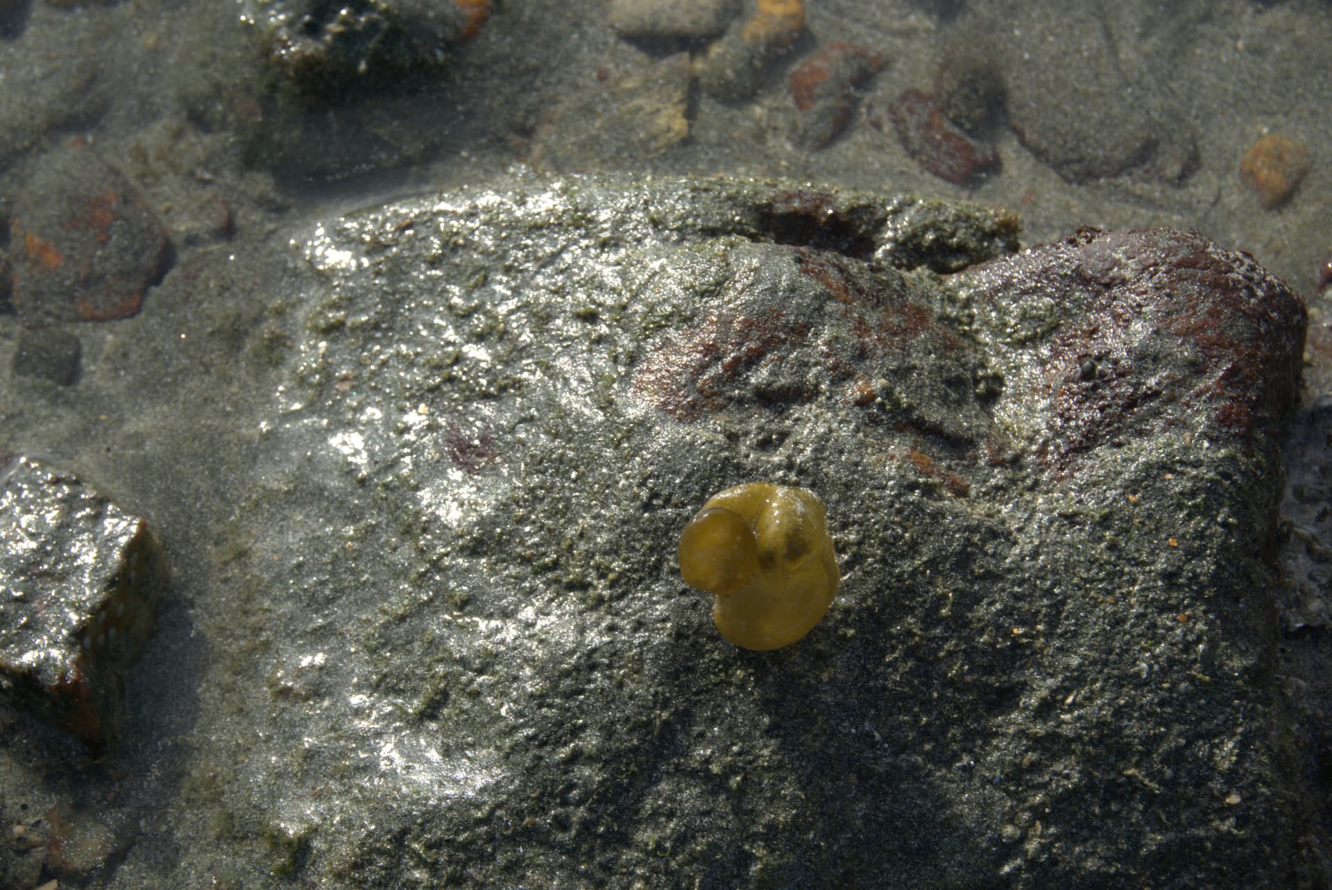 Desaru Beach and Tide Pool Walk - تصویر 22