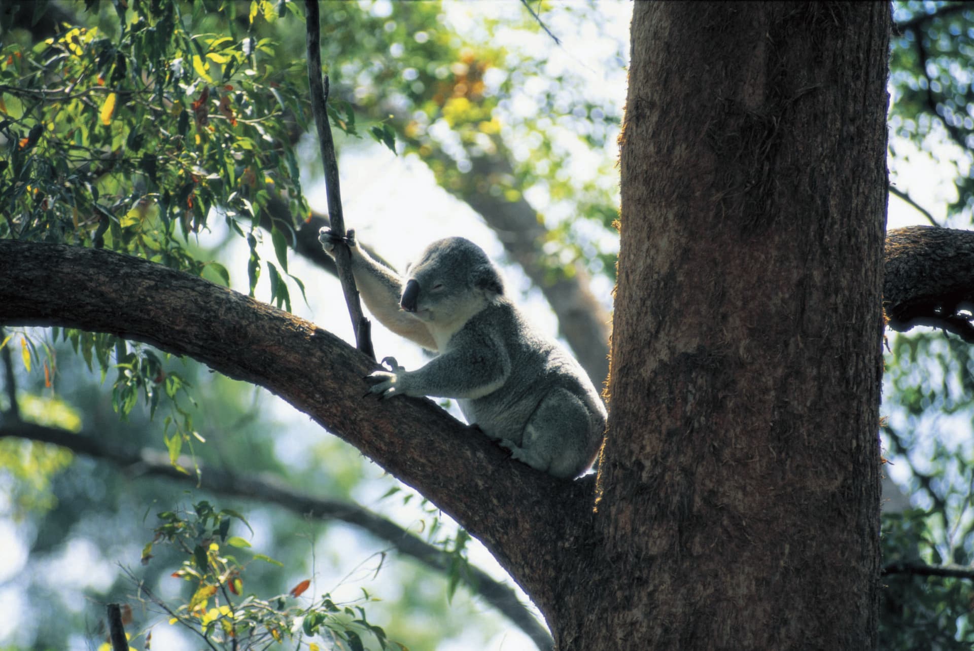 Currumbin Wildlife Sanctuary Gold Coast Ticket - تصویر 4