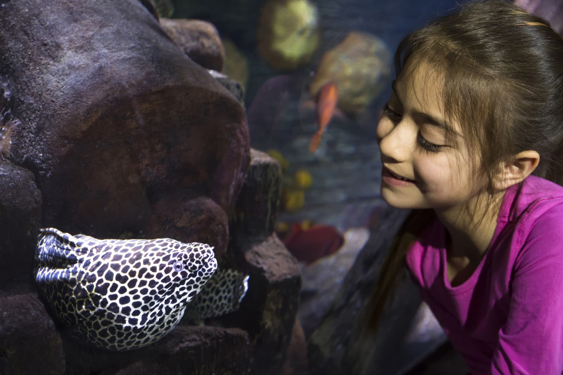 SEA LIFE Hannover Aquarium Ticket - تصویر 3