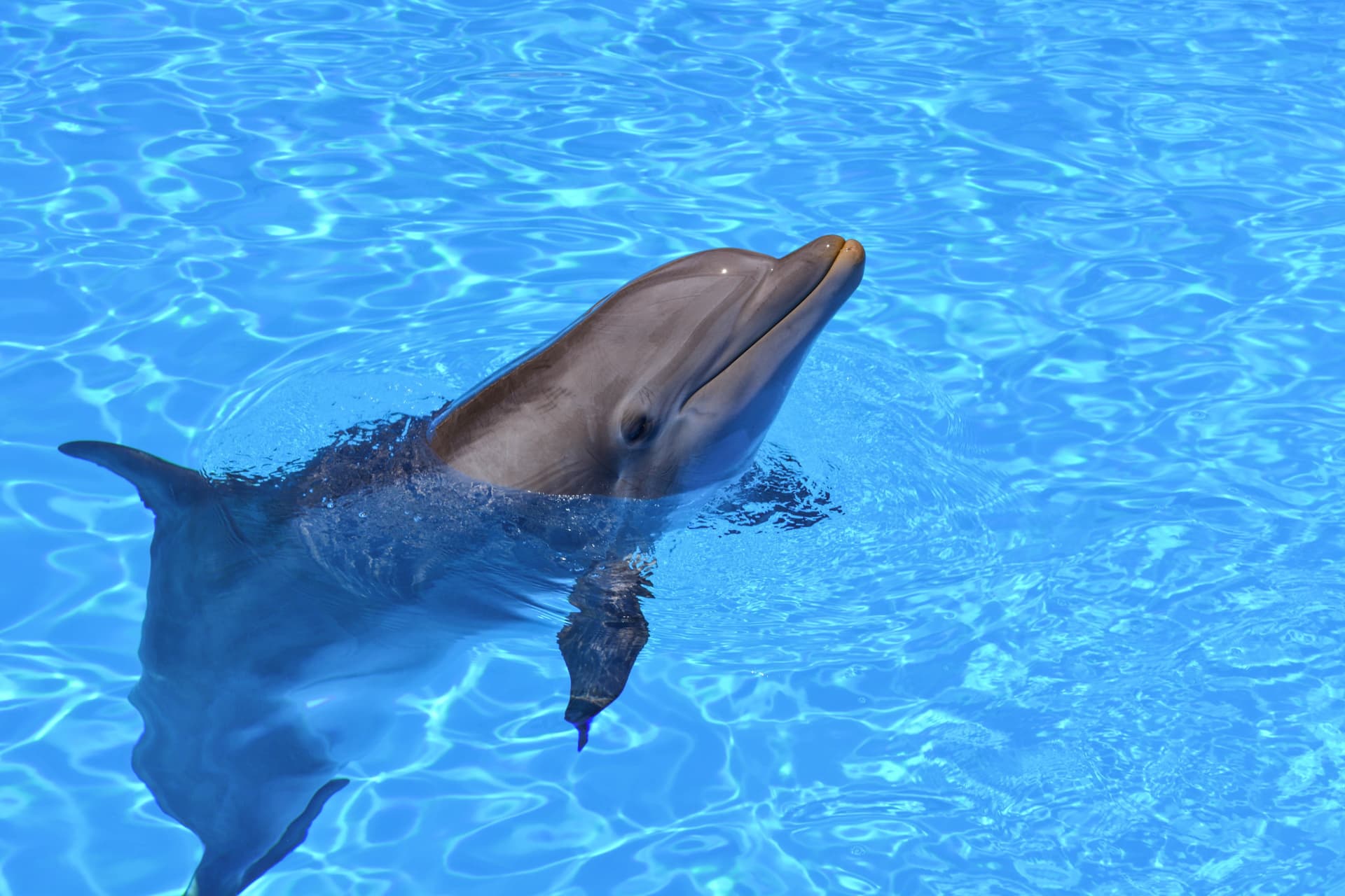 Pingtung National Museum of Marine Biology and Aquarium Ticket - تصویر 2