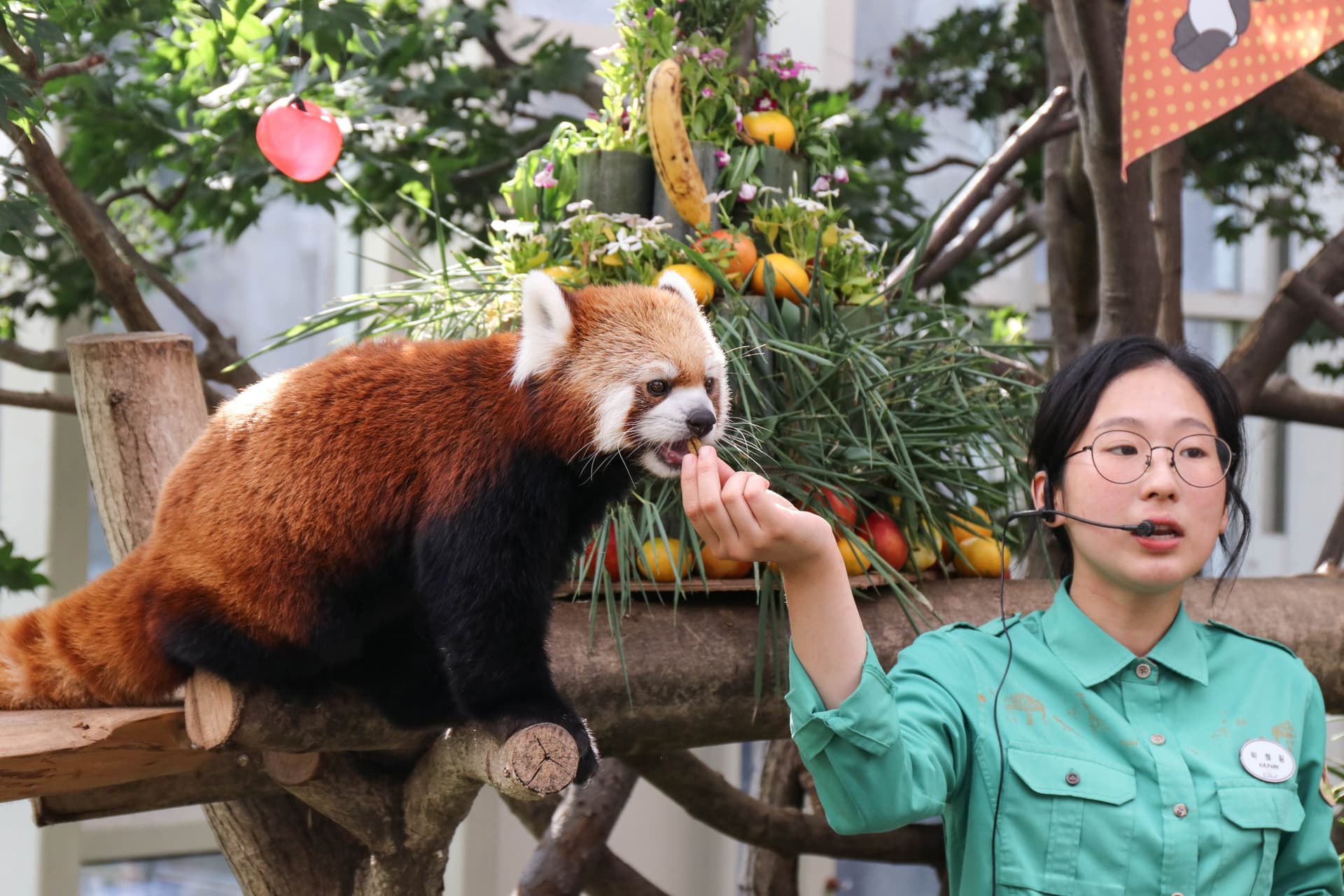 Everland Theme Park with Round Trip Transfers from Seoul - تصویر 15
