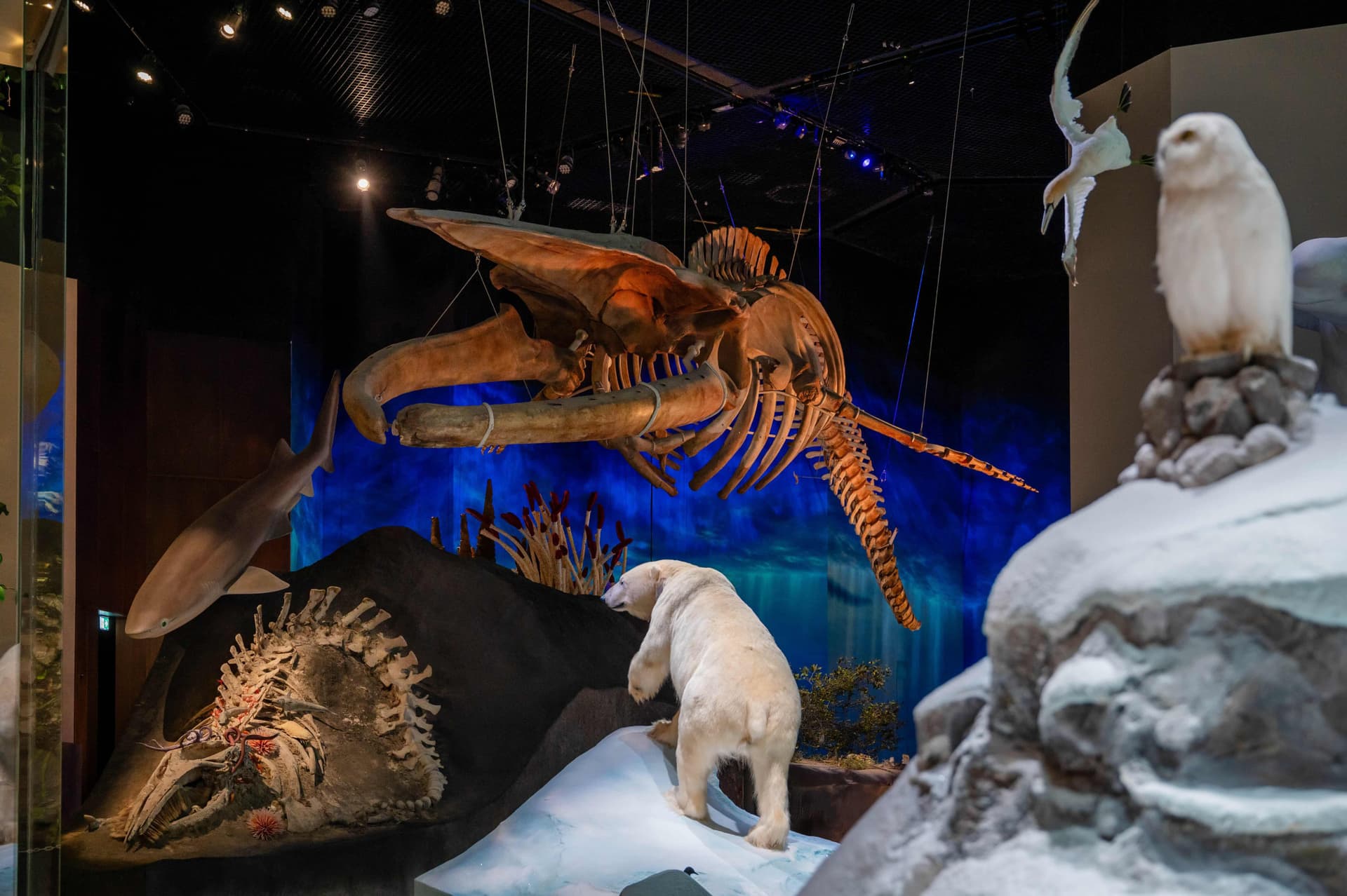 Natural History Museum Abu Dhabi Ticket - تصویر 2
