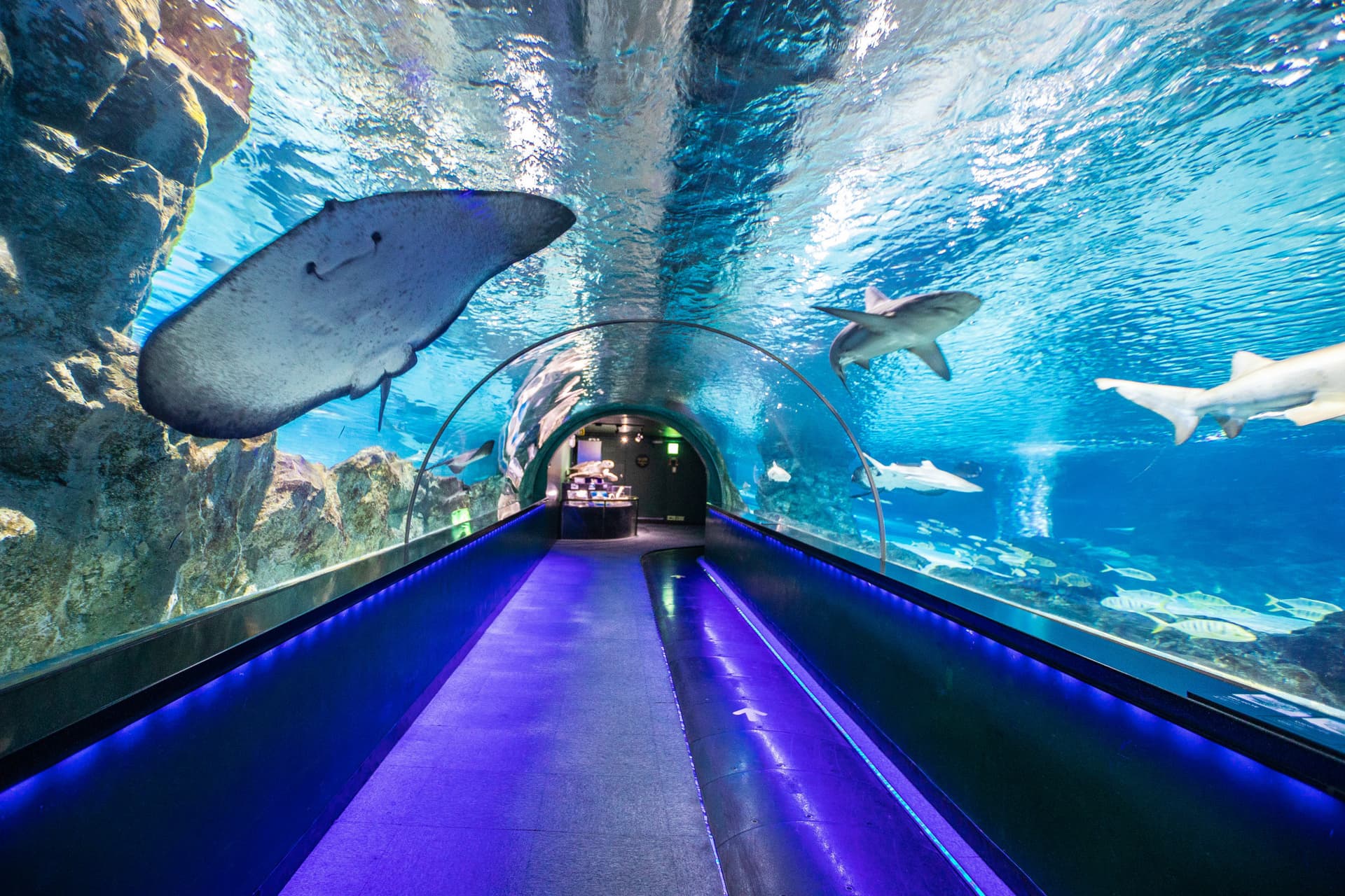SEA LIFE COEX, Seoul Aquarium Ticket - تصویر 9