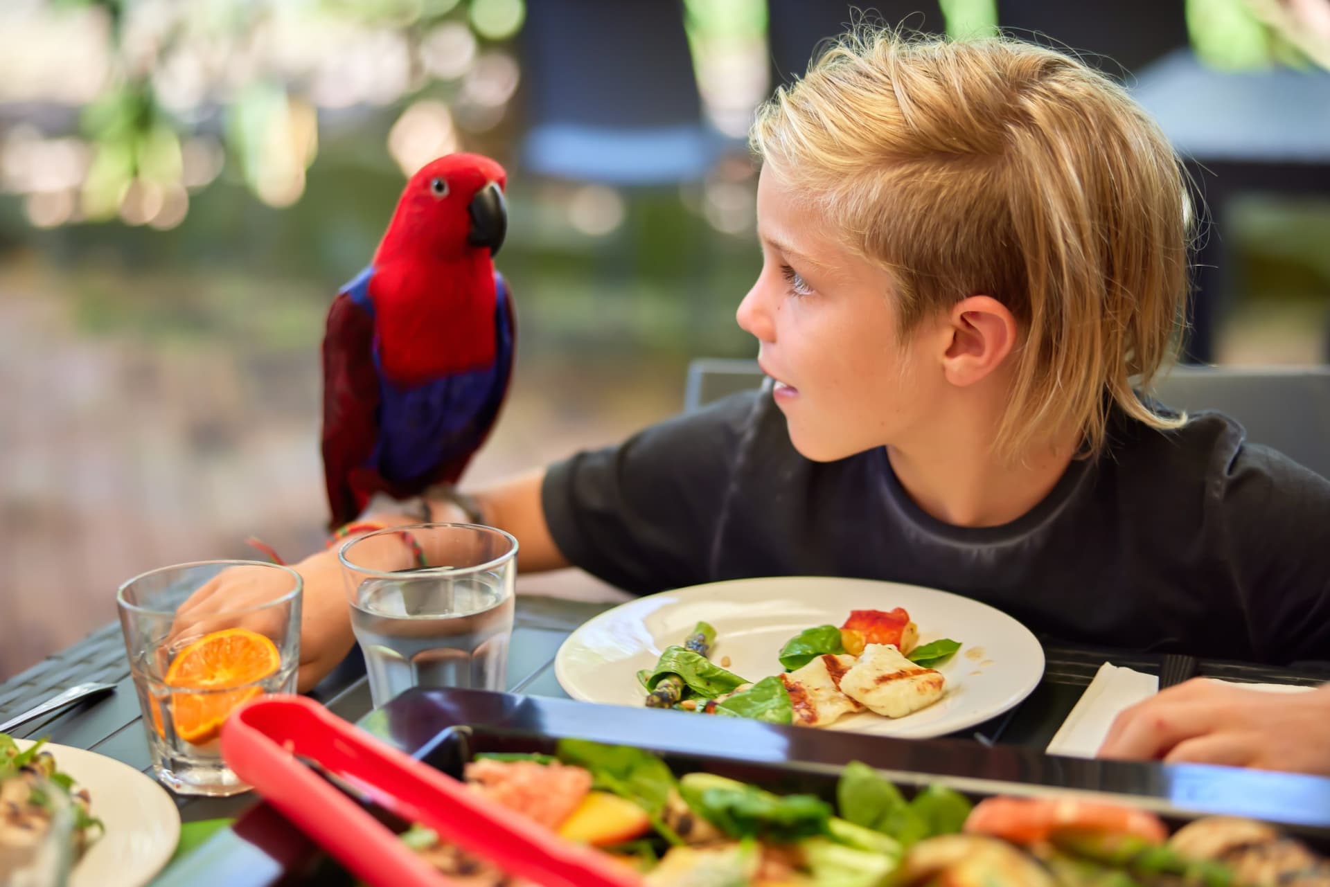 Wildlife Habitat Port Douglas Ticket - تصویر 5