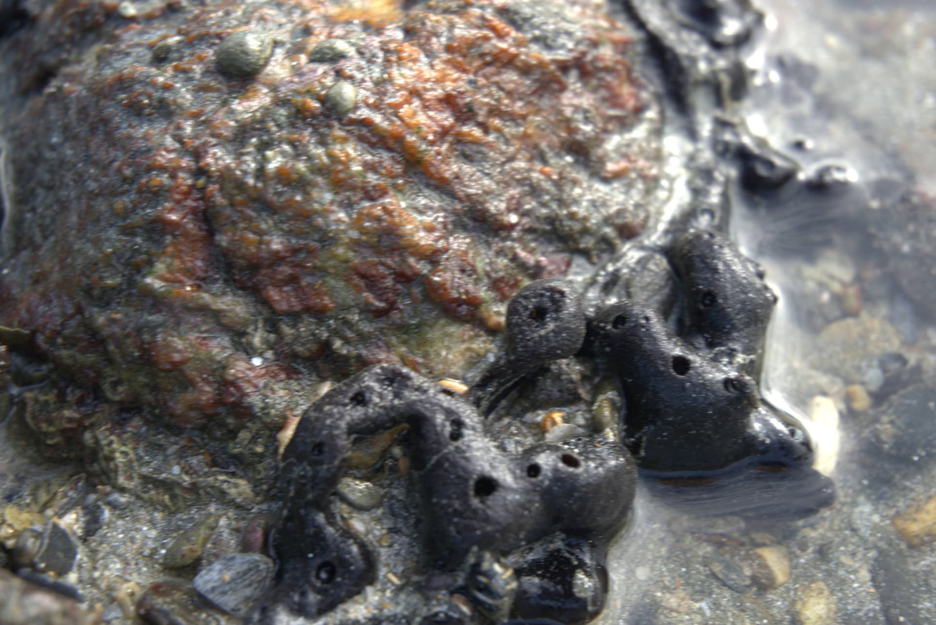 Desaru Beach and Tide Pool Walk - تصویر 26