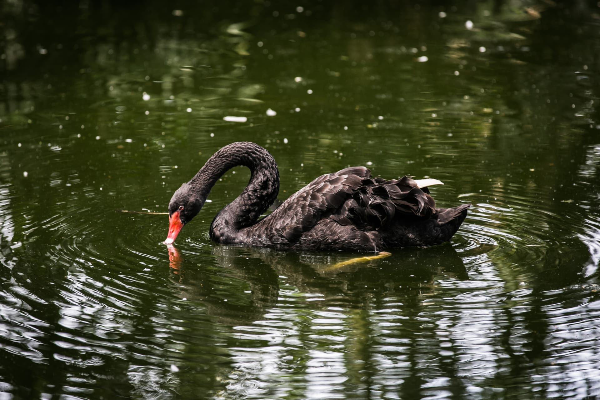 Zoo Negara Malaysia & Panda Conservation Centre Ticket - تصویر 10