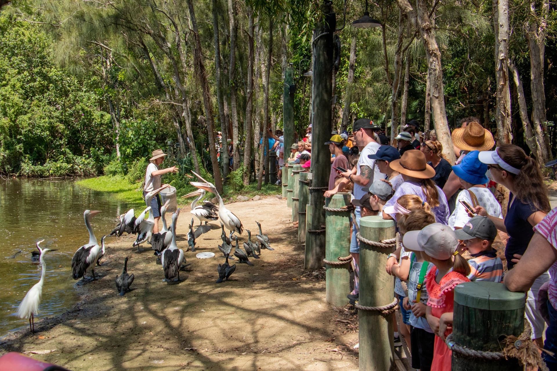 Currumbin Wildlife Sanctuary Gold Coast Ticket - تصویر 10
