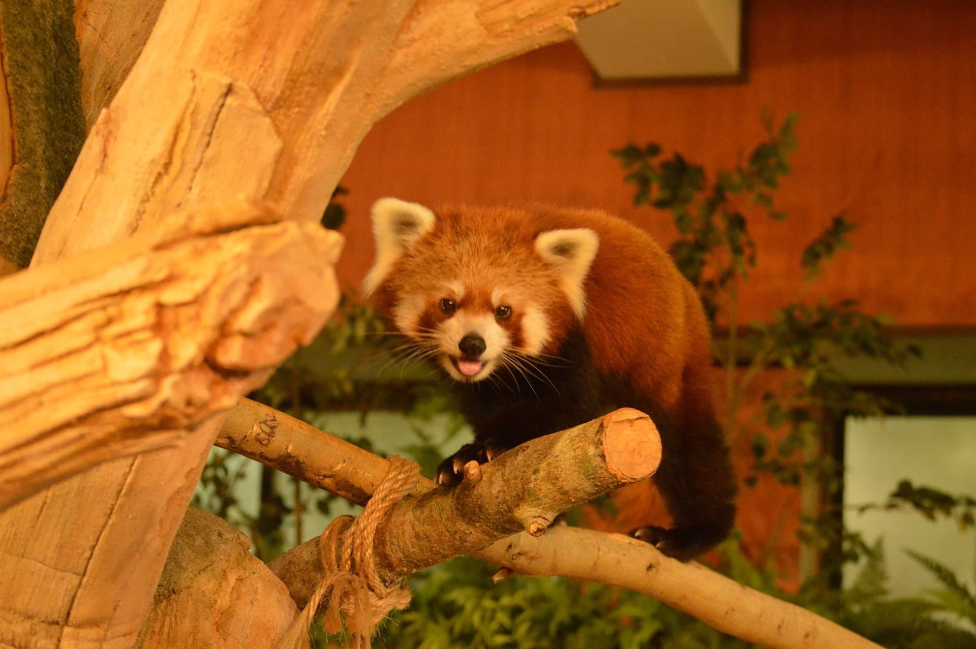 Neo Park Okinawa - تصویر 3