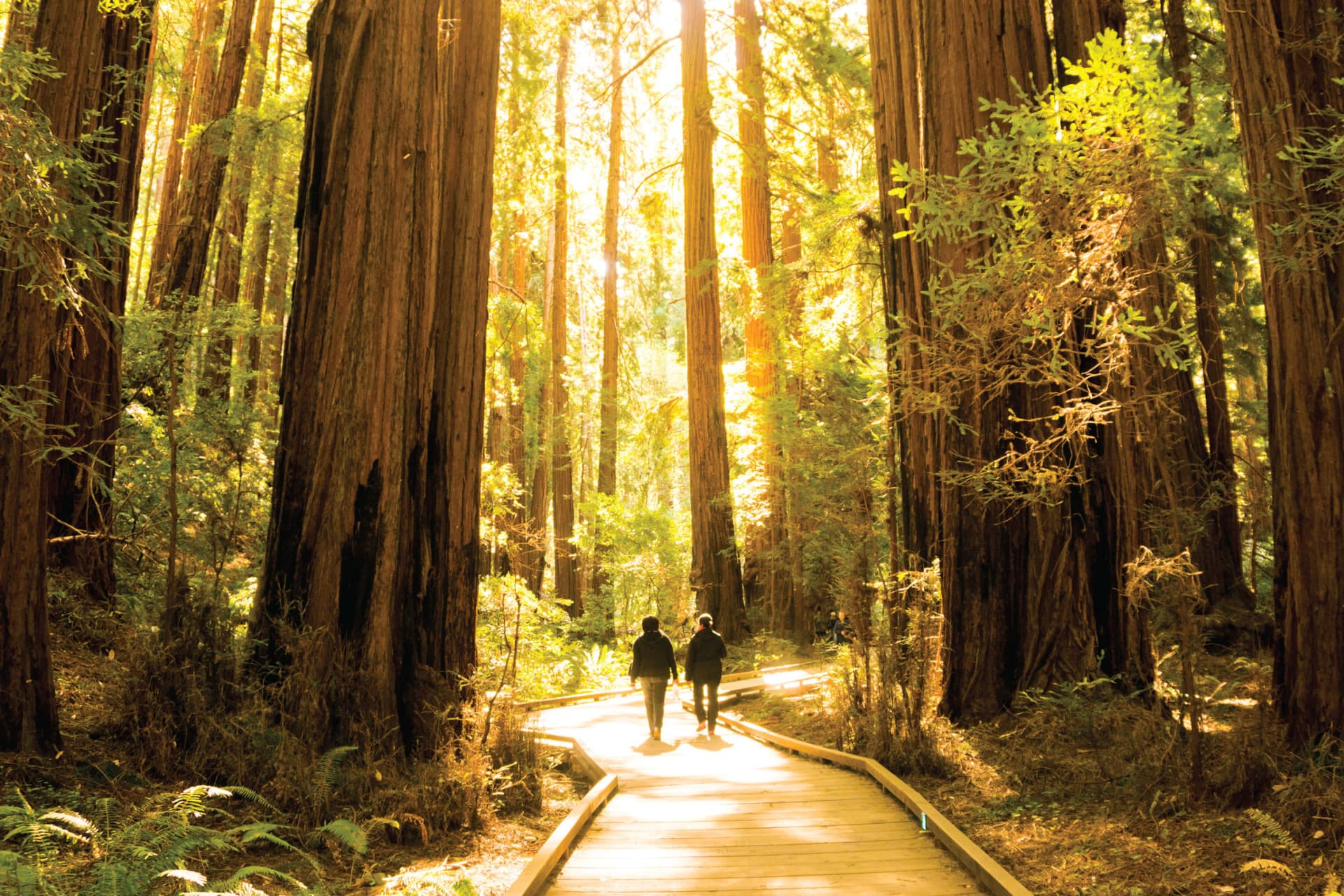 Muir Woods & Sausalito Half-Day Tour - تصویر 2