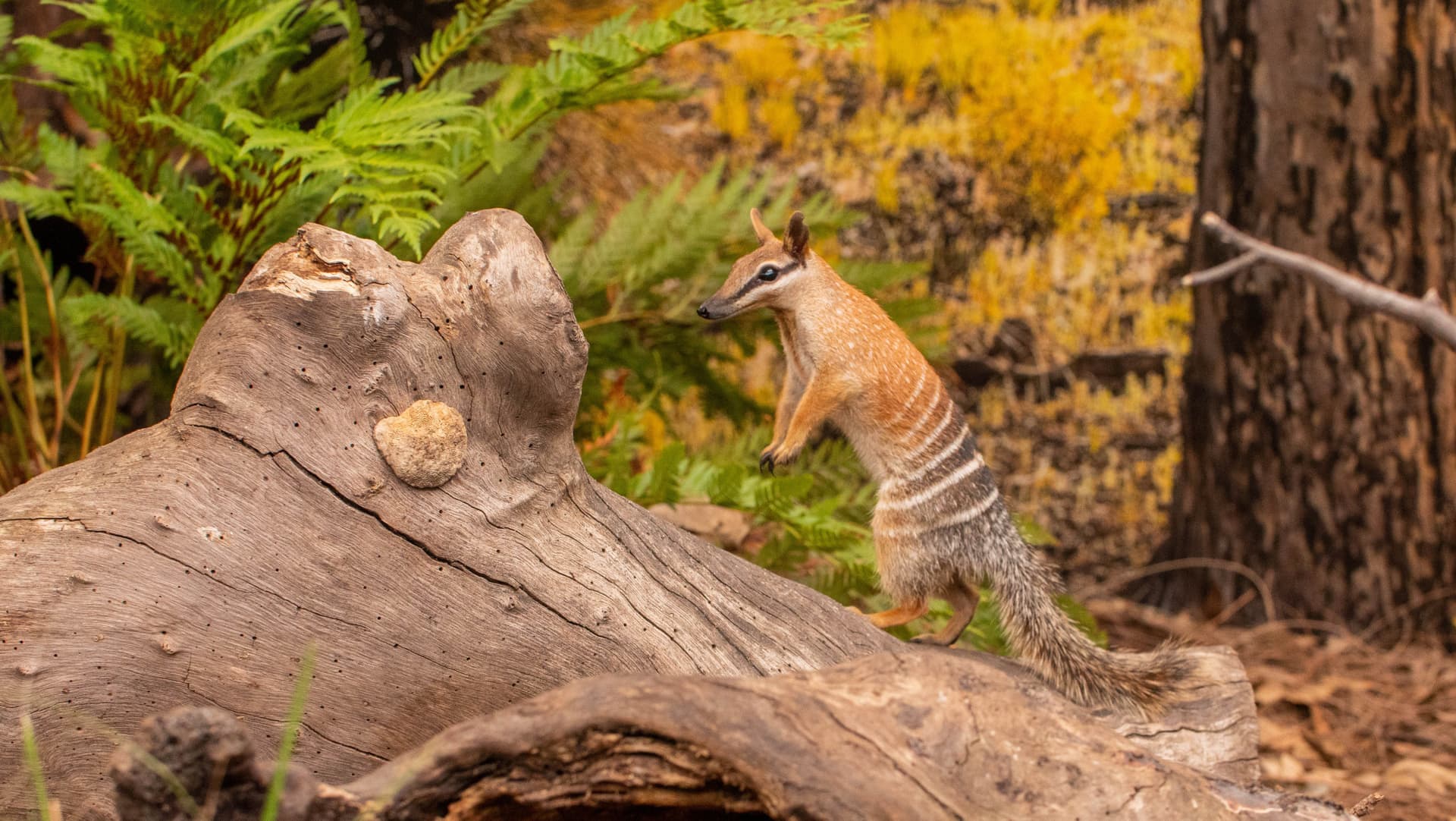 Sydney Multi-Attraction Pass - تصویر 18