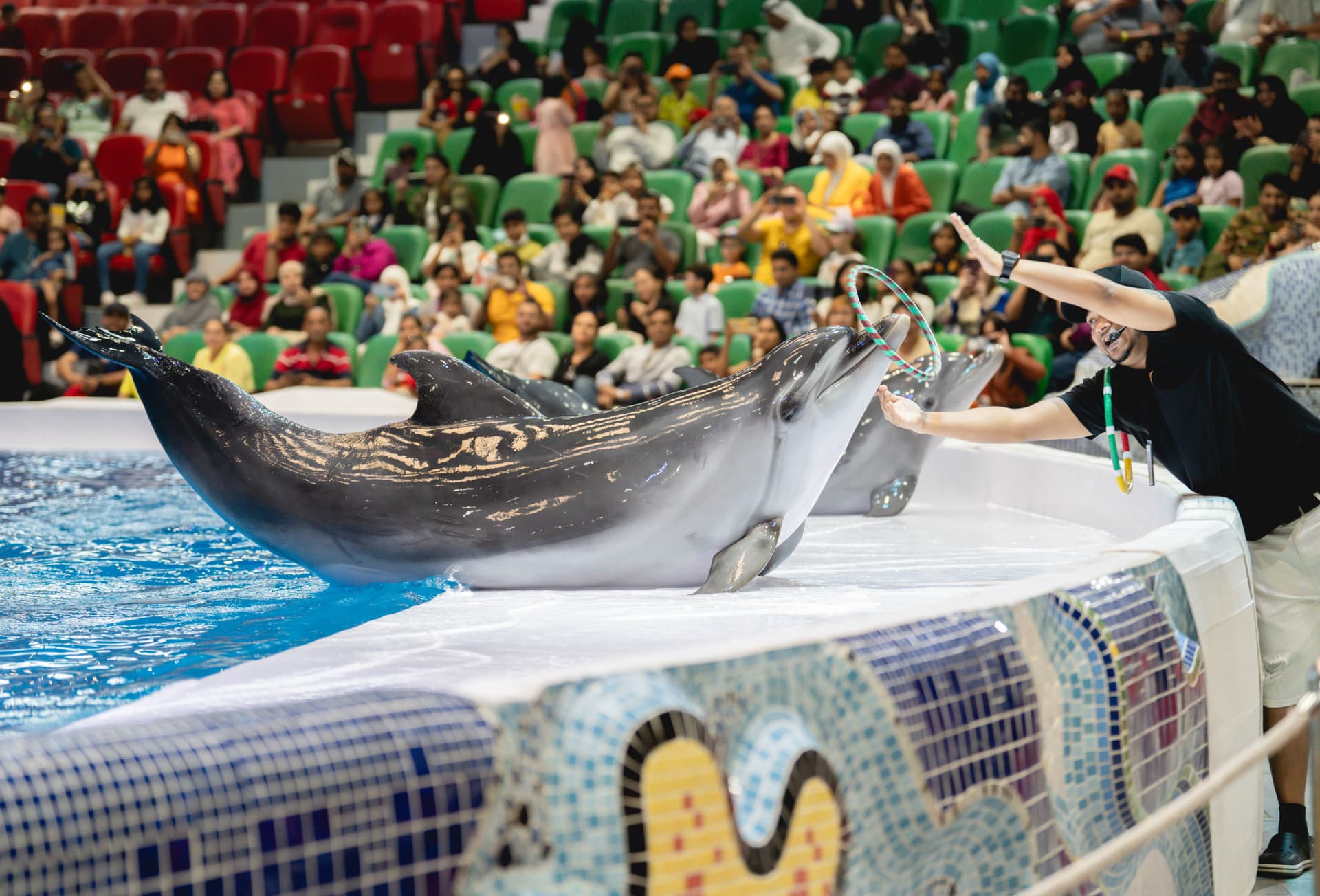 Dubai Dolphinarium Ticket - تصویر 10