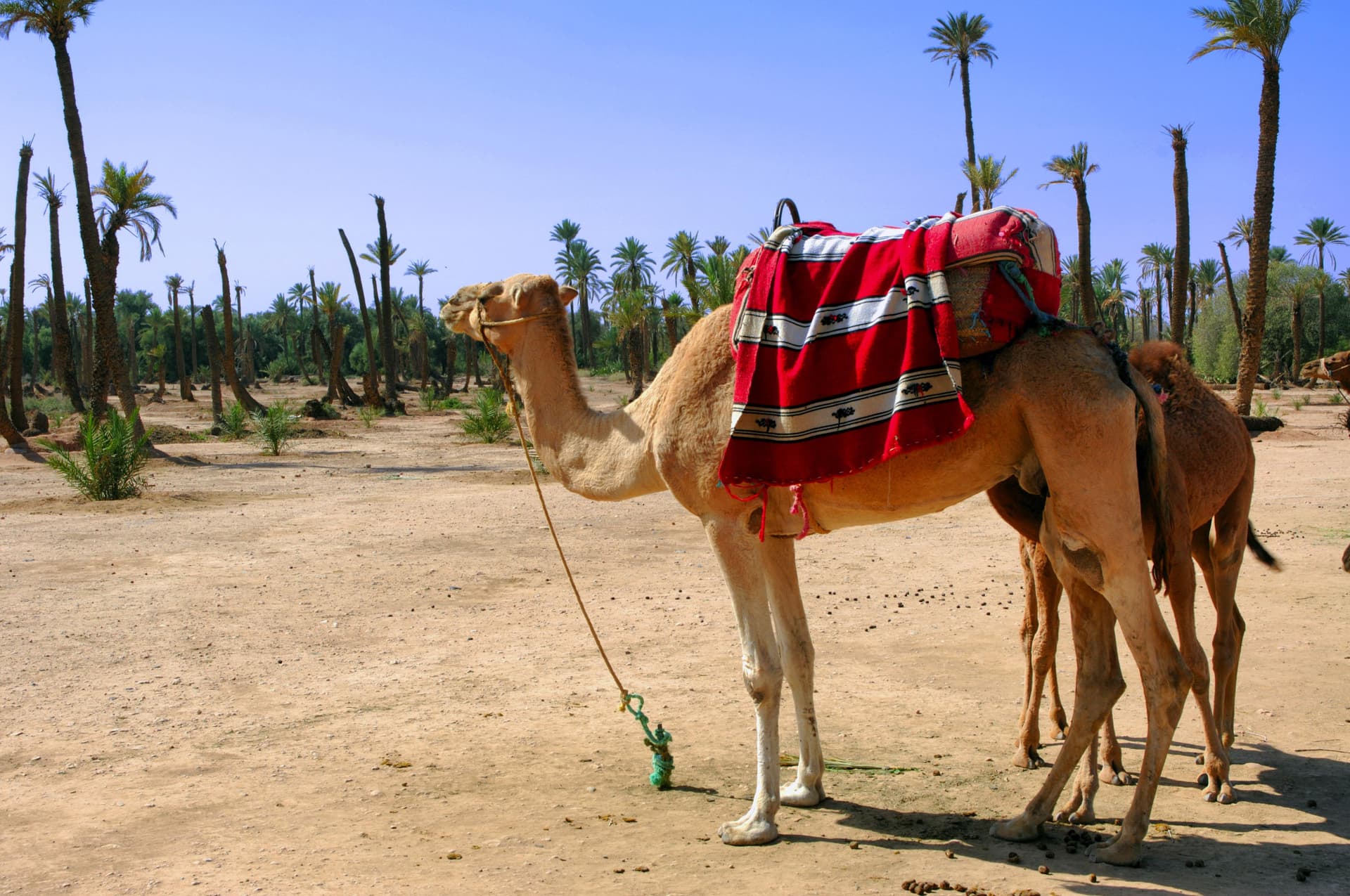 Camel Ride in Marrakech Palm Grove - تصویر اصلی