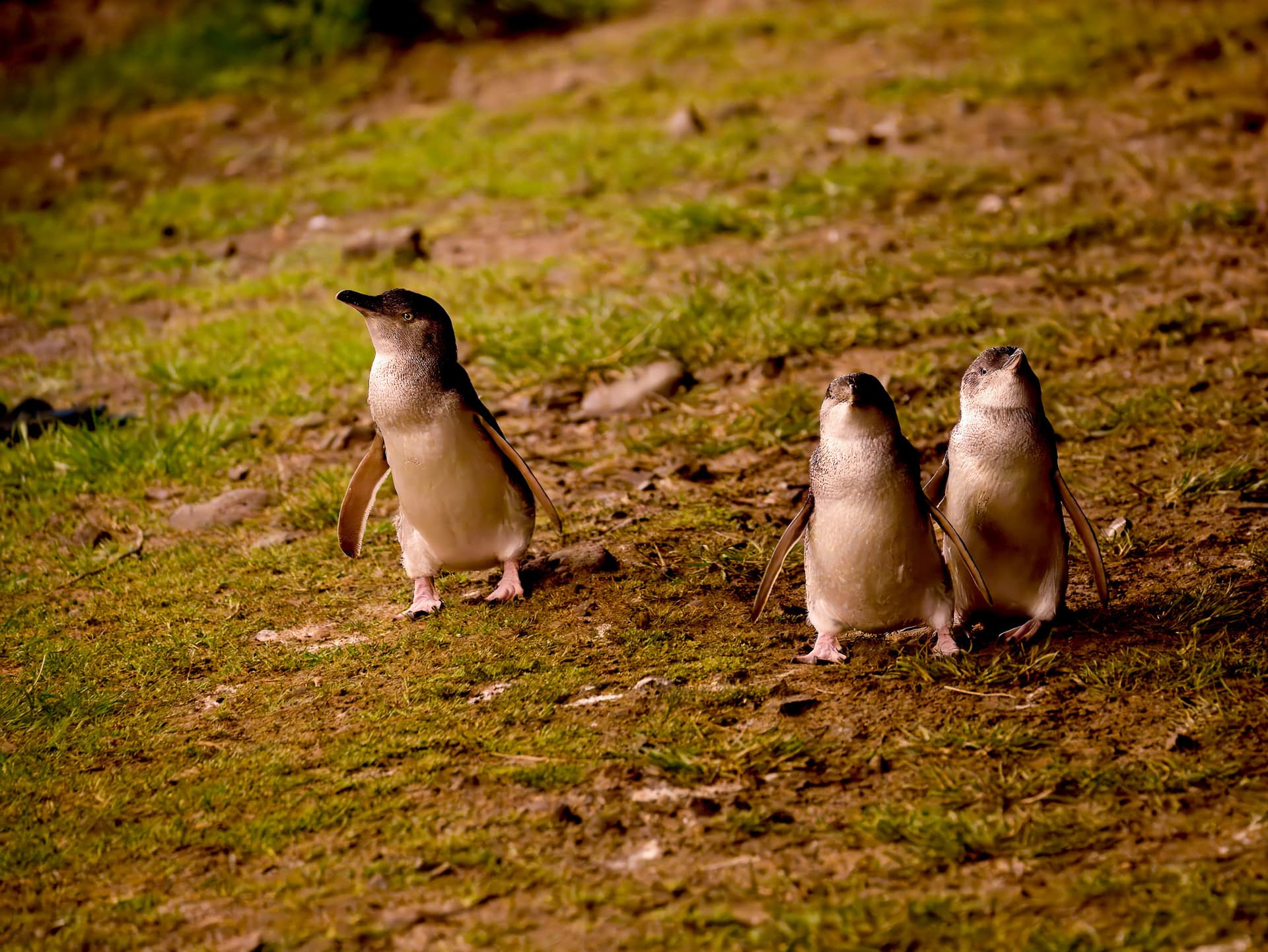 Phillip Island Nature Parks - Penguin Parade Ticket - تصویر 8
