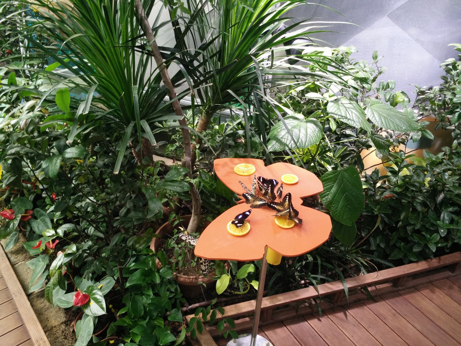 Science Centre Singapore, Omni Theatre, and KidsSTOP Singapore Ticket - تصویر 5
