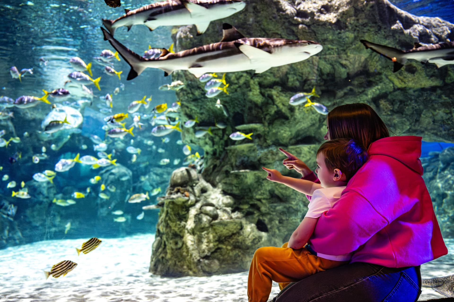 SEA LIFE Brighton Ticket - تصویر 3