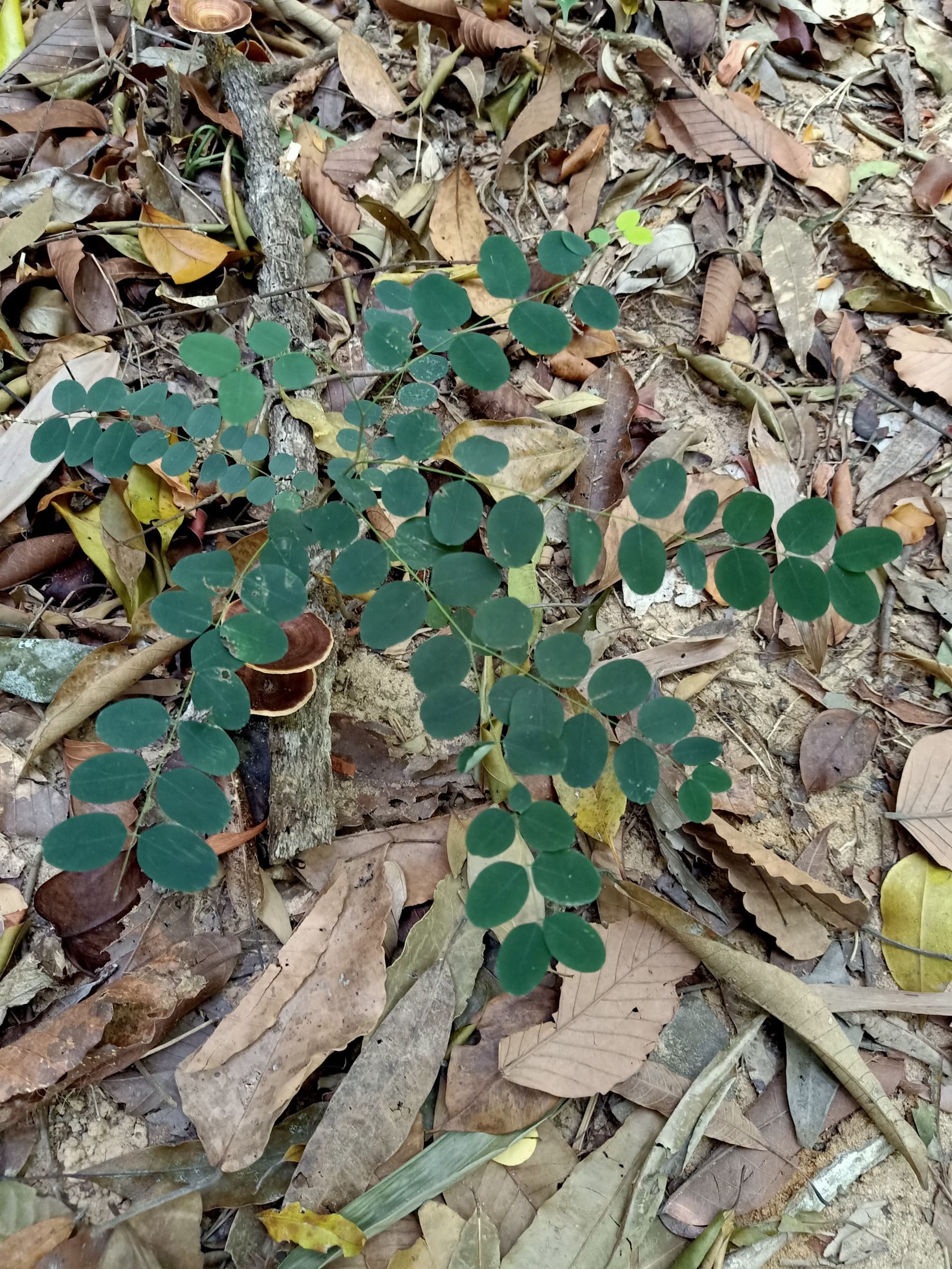 Langkawi Morning Rainforest Walking Tour - تصویر 5