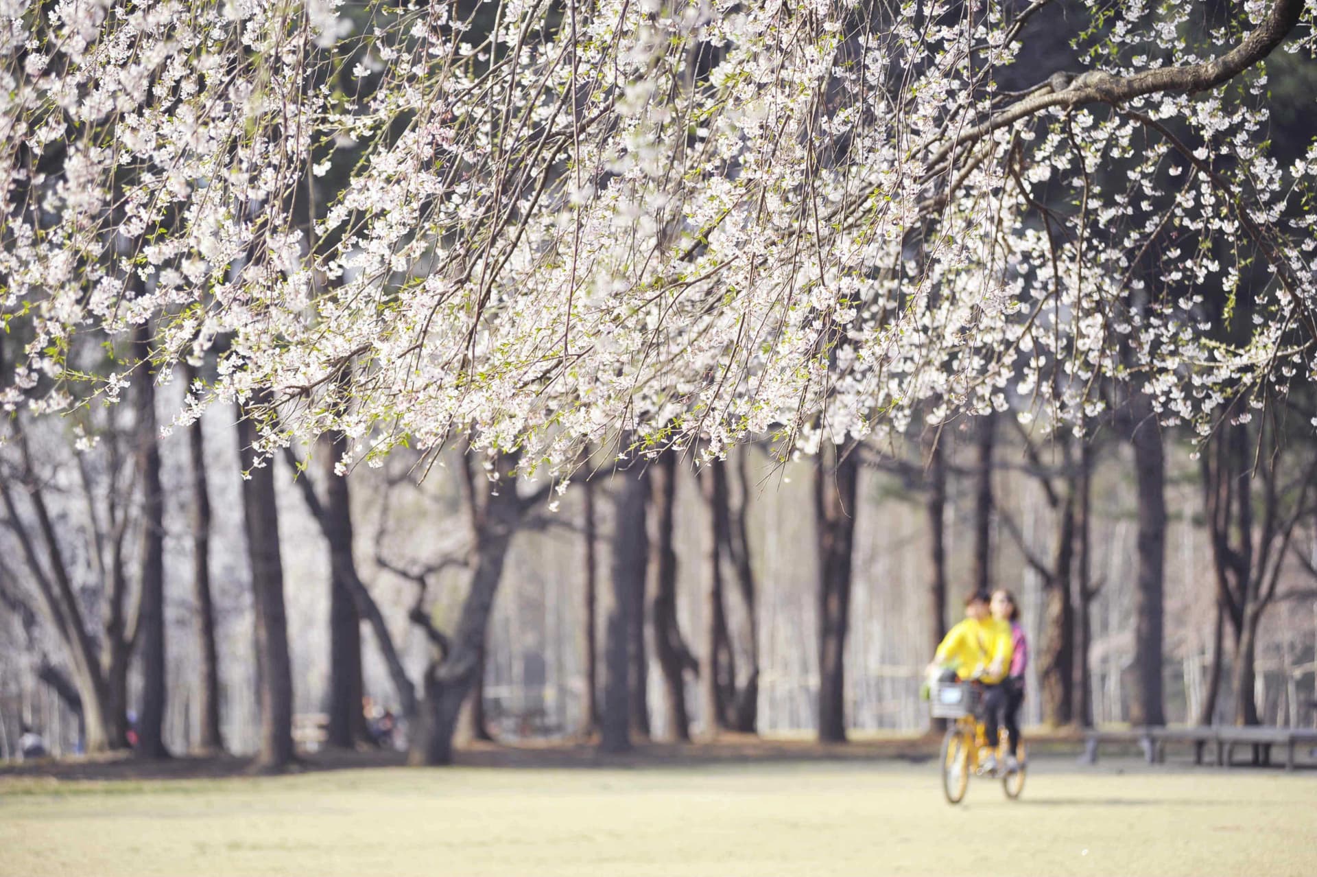 Nami Island Shuttle Bus Transfers from Seoul - تصویر 4