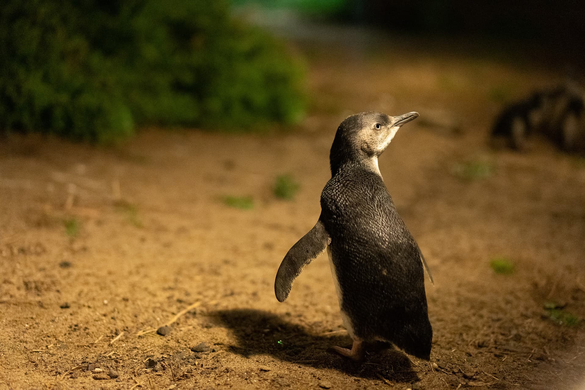 Phillip Island Nature Parks - Penguin Parade Ticket - تصویر 9
