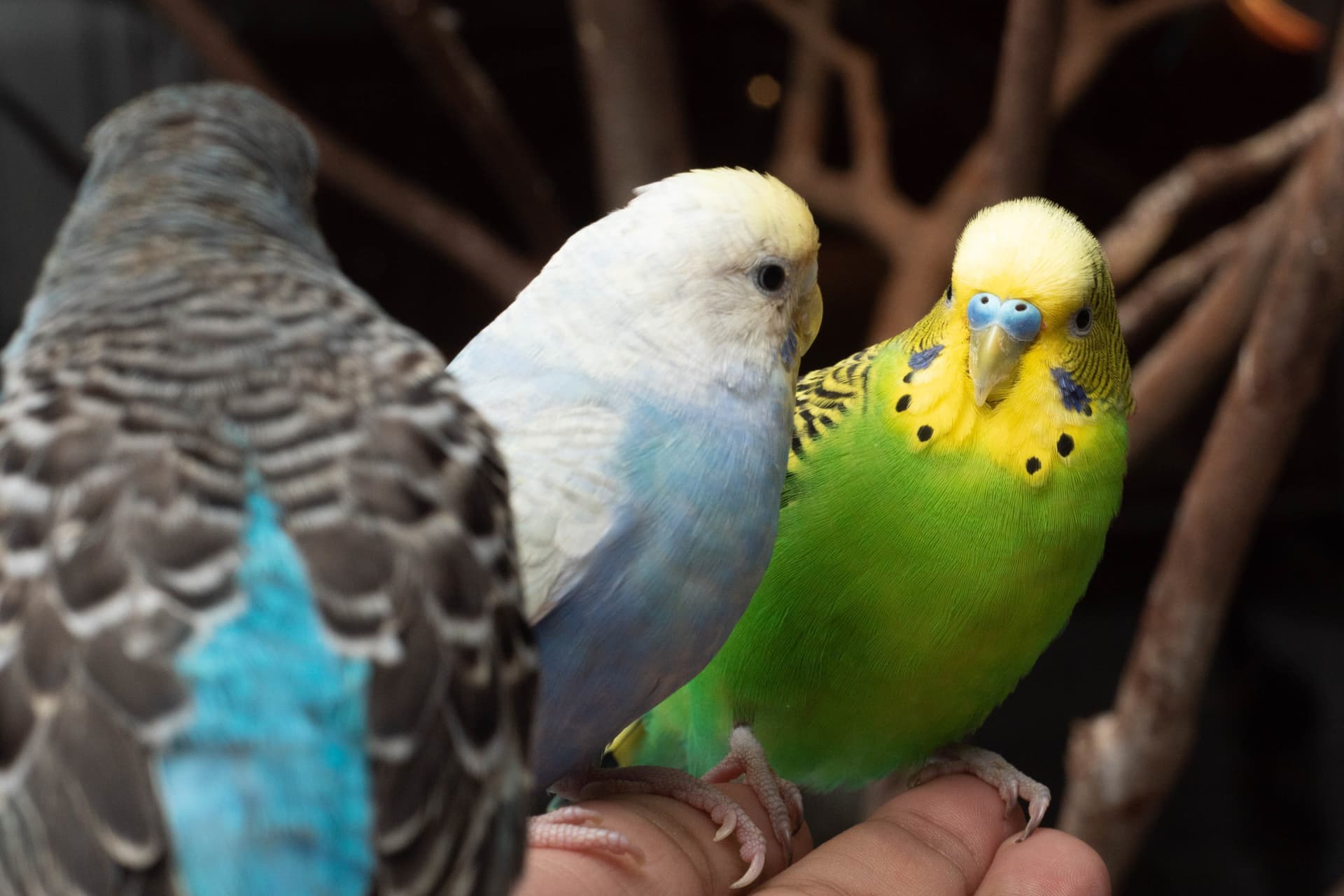 Just Farm Indoor Zoo Kuala Lumpur  (Previously Known As Just Pets Megastore) - تصویر 15
