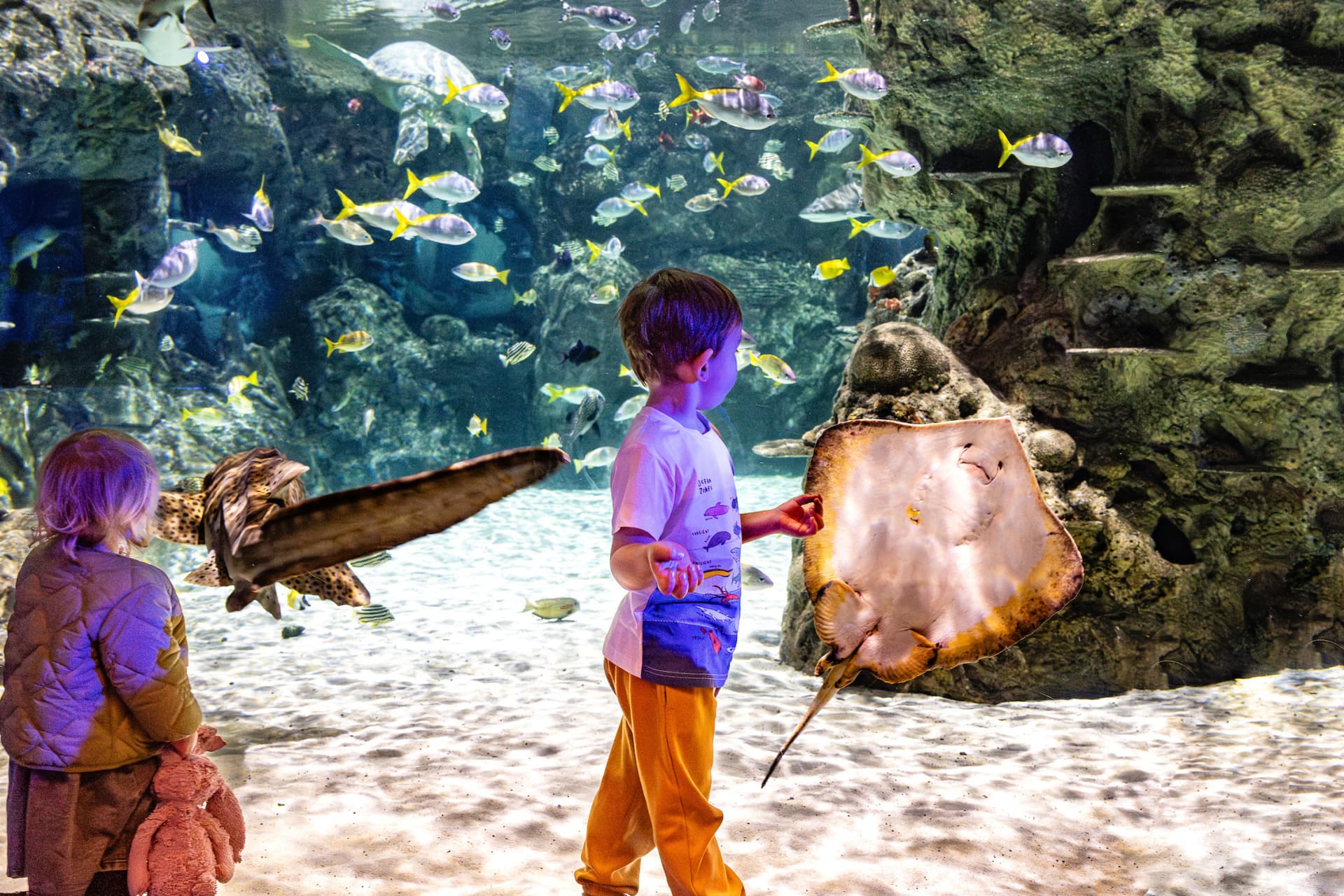SEA LIFE Brighton Ticket - تصویر 4