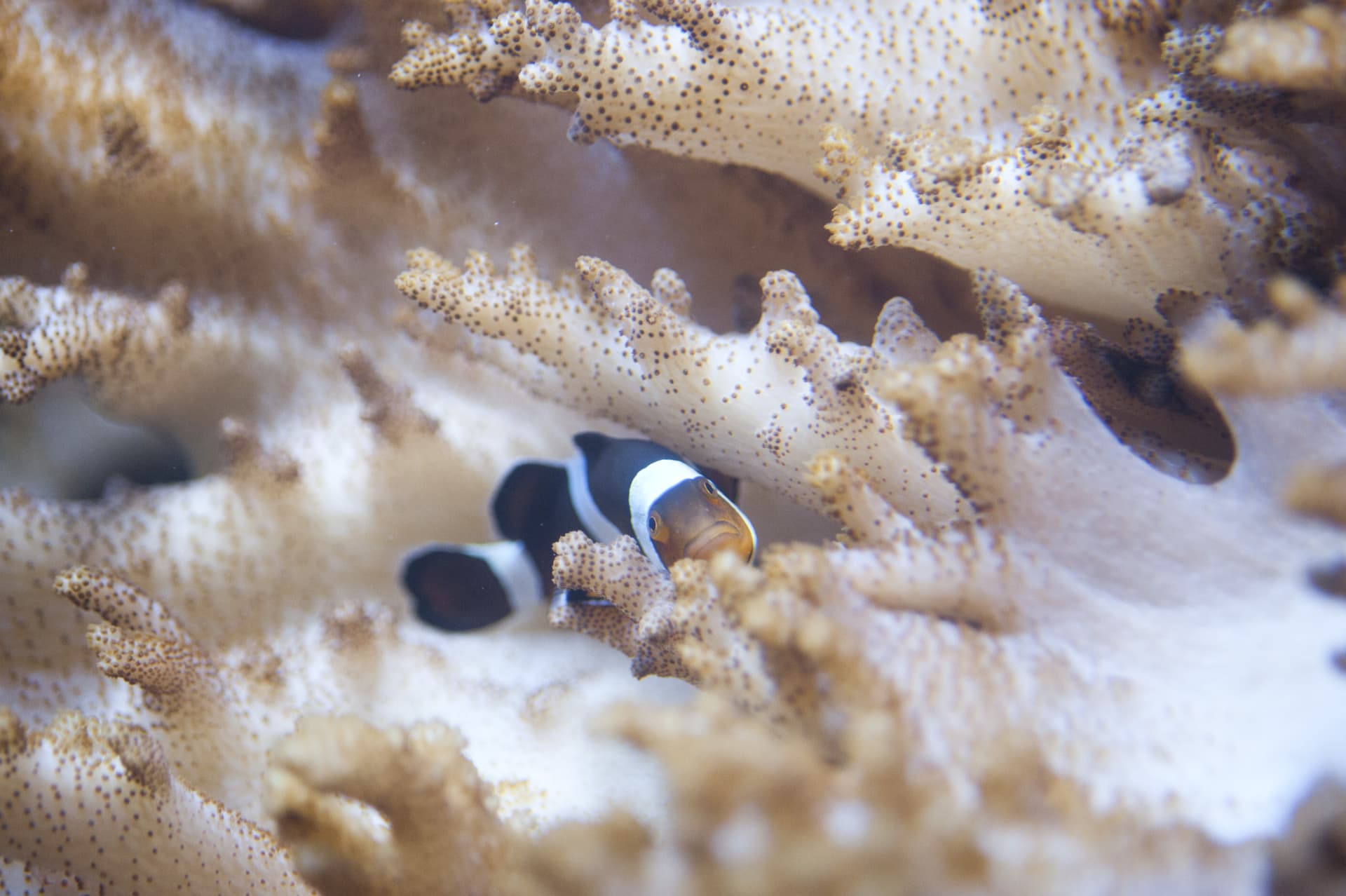 SEA LIFE Melbourne Aquarium Direct Entry Ticket - تصویر 7