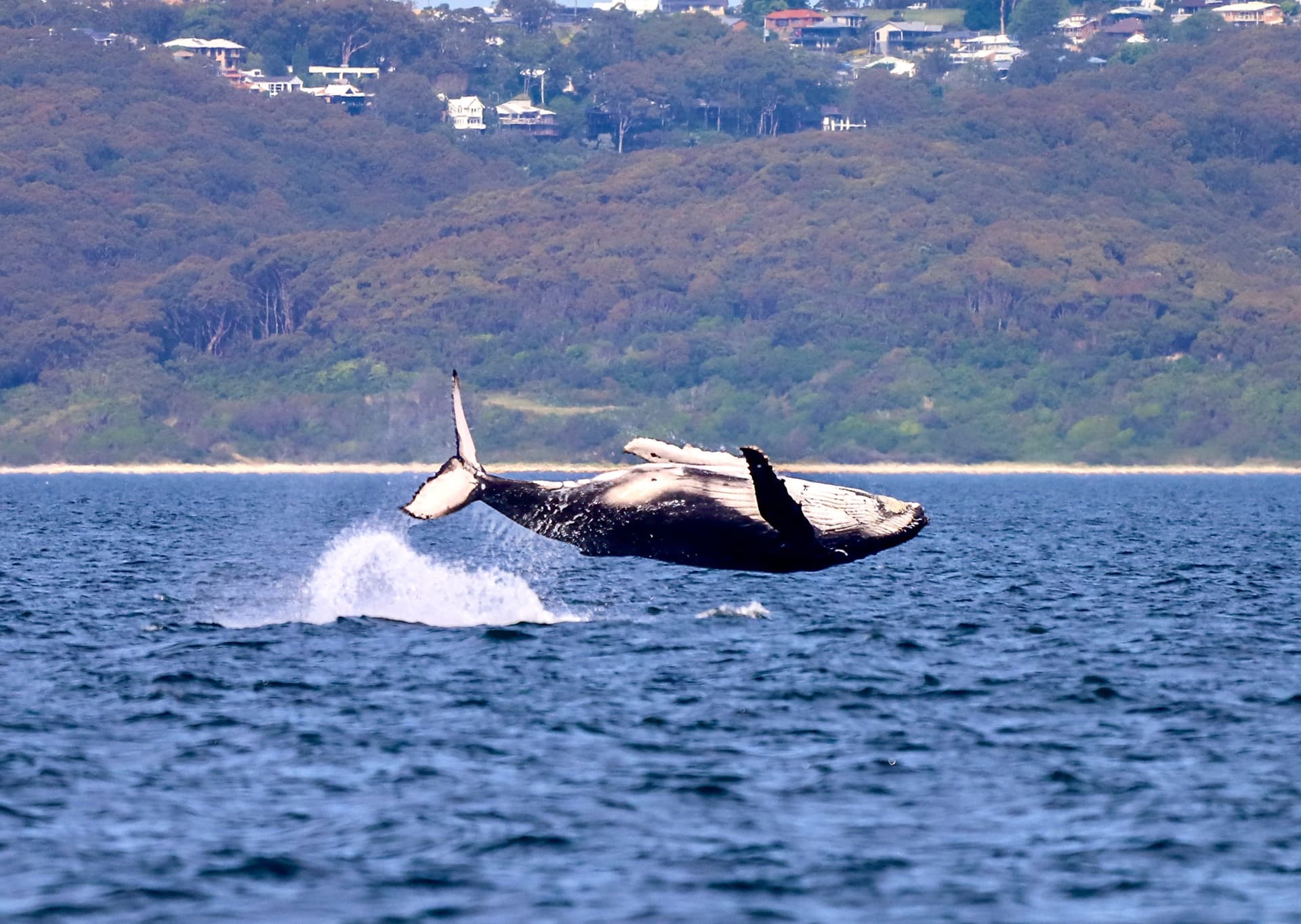Newcastle Whale Watching Cruise aboard CoastXP - تصویر 3