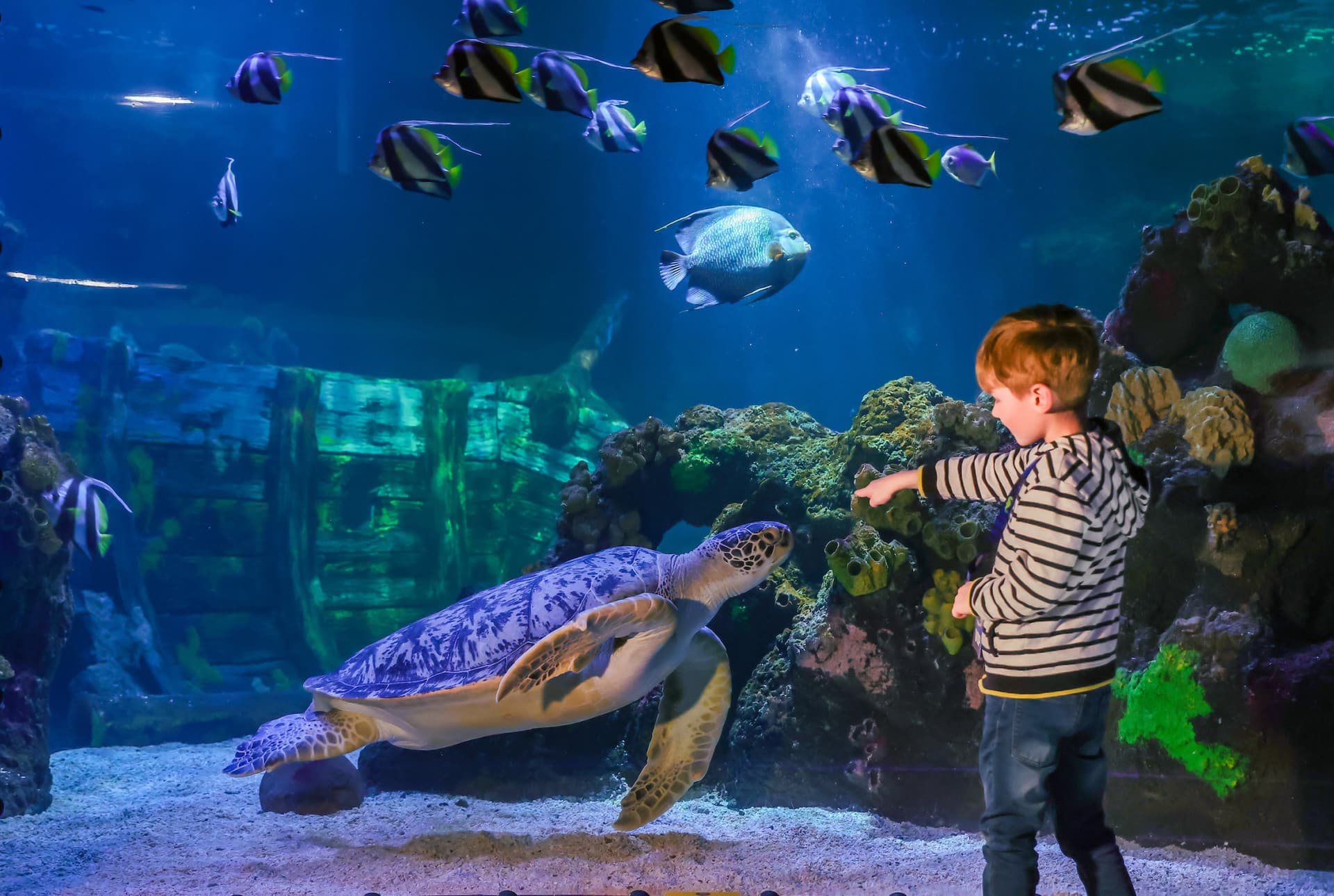 SEA LIFE Timmendorfer Strand Aquarium Ticket - تصویر اصلی