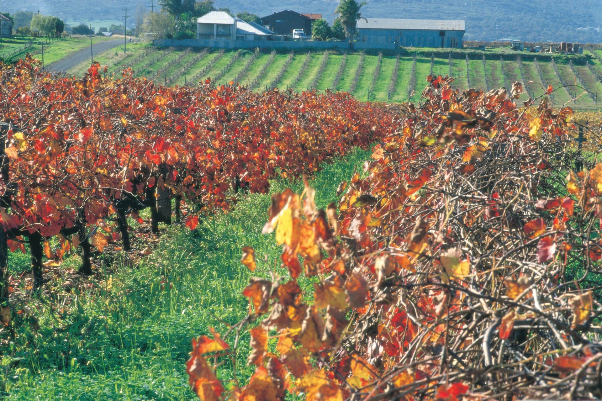 Swan Valley Half-Day Coach Tour with Wine and Chocolate Tasting - تصویر 3