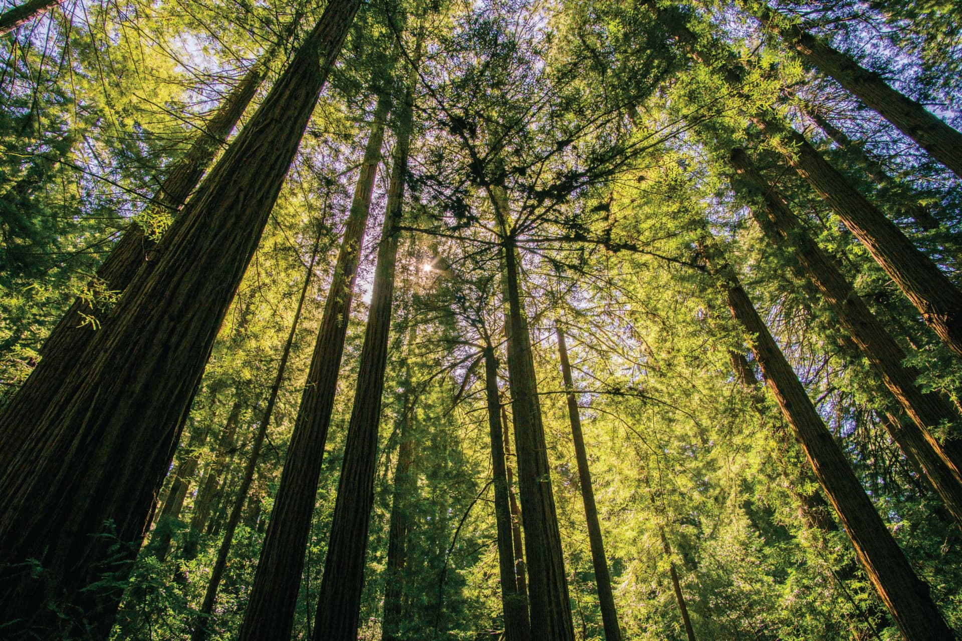 Muir Woods & Sausalito Half-Day Tour - تصویر 3