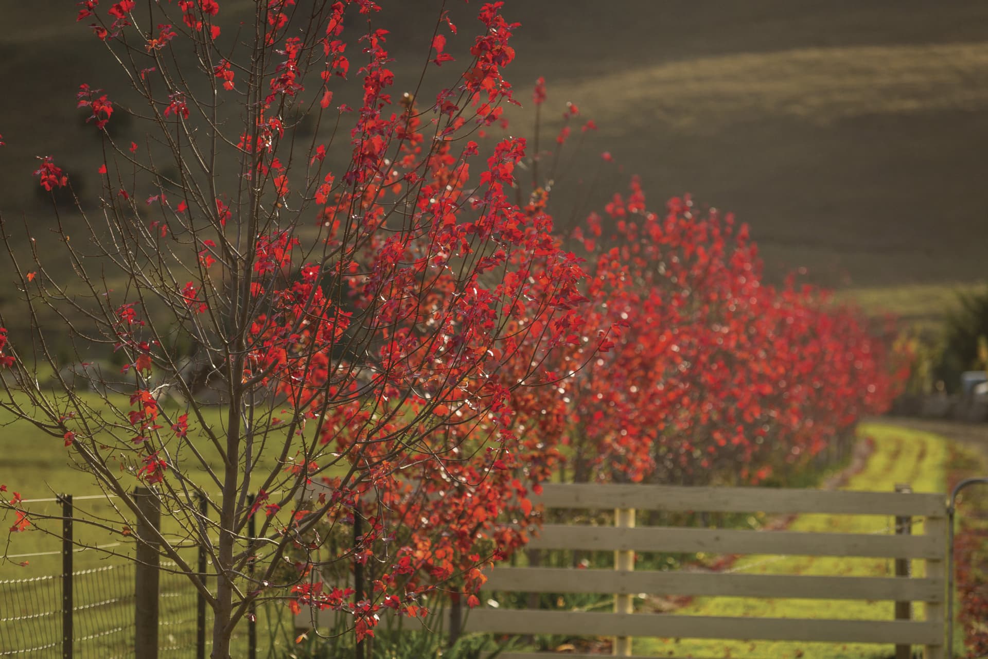 Huon Valley Tour - تصویر 12