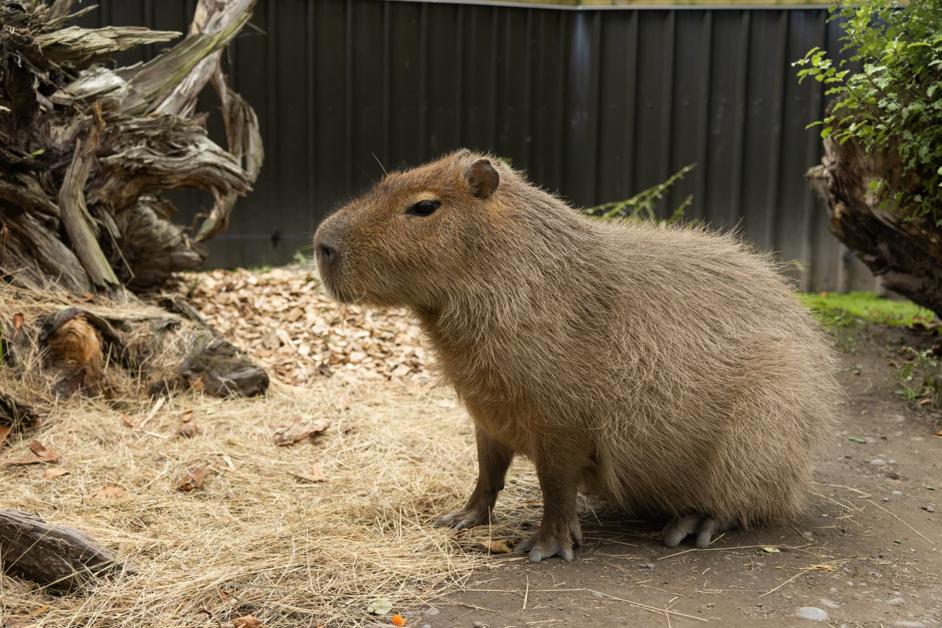Willowbank Wildlife Reserve Ticket - تصویر 8