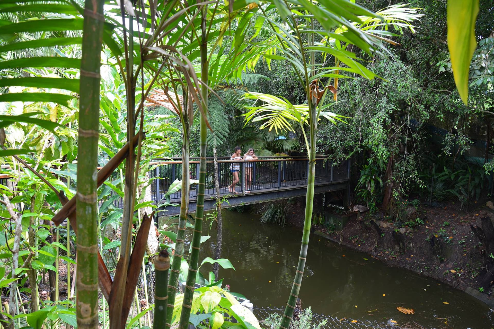 Kuranda Koala Gardens - تصویر 5