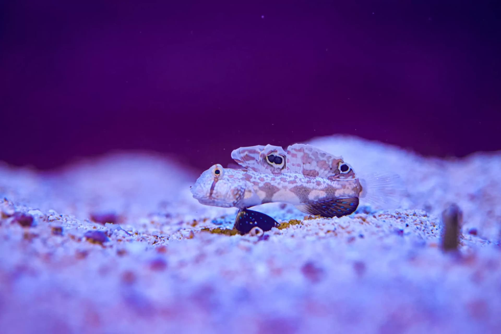 Marine Safari Bali Ticket - تصویر 3