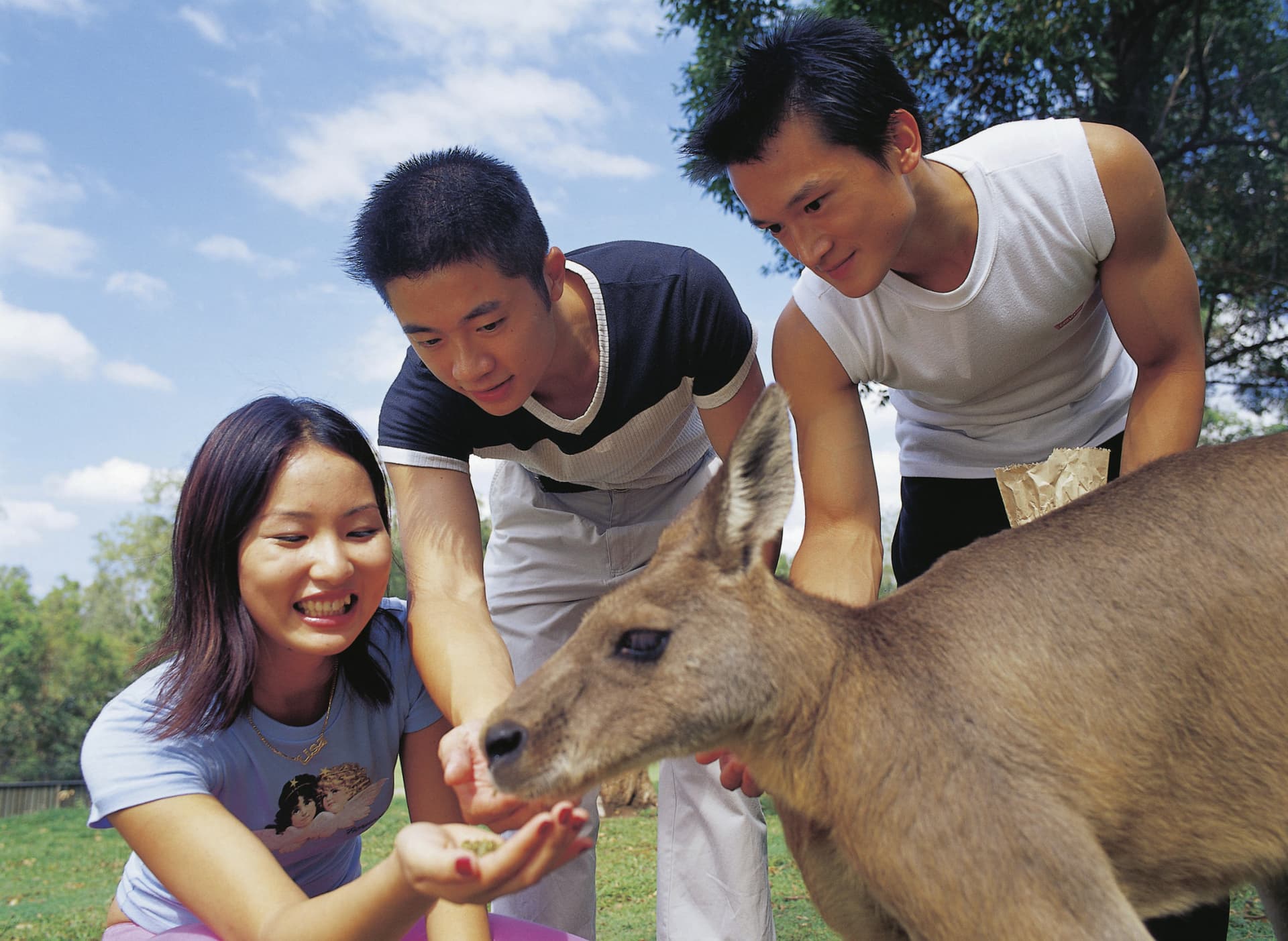 Currumbin Wildlife Sanctuary Gold Coast Ticket - تصویر 6