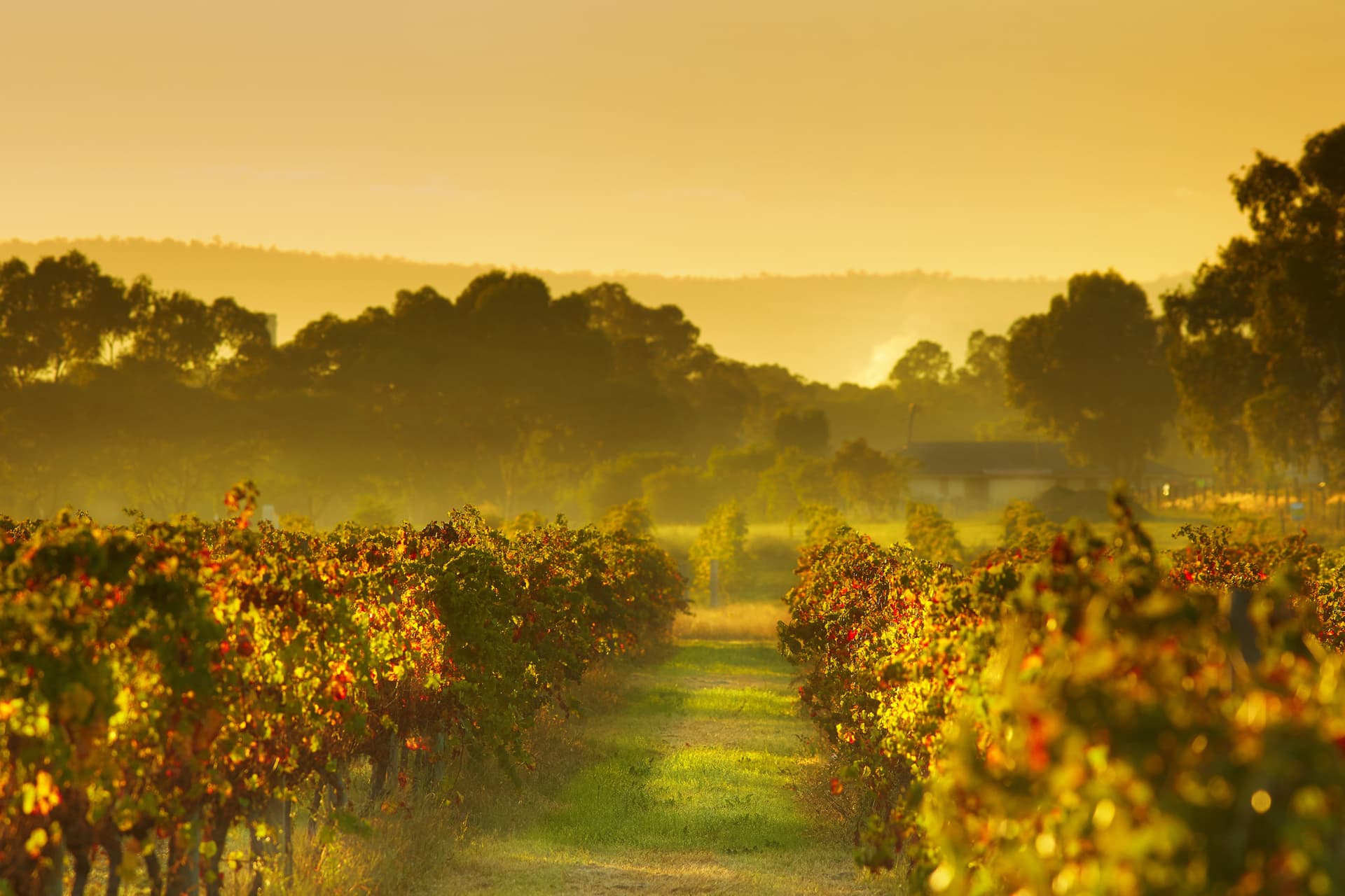 Swan Valley Half-Day Coach Tour with Wine and Chocolate Tasting - تصویر 9