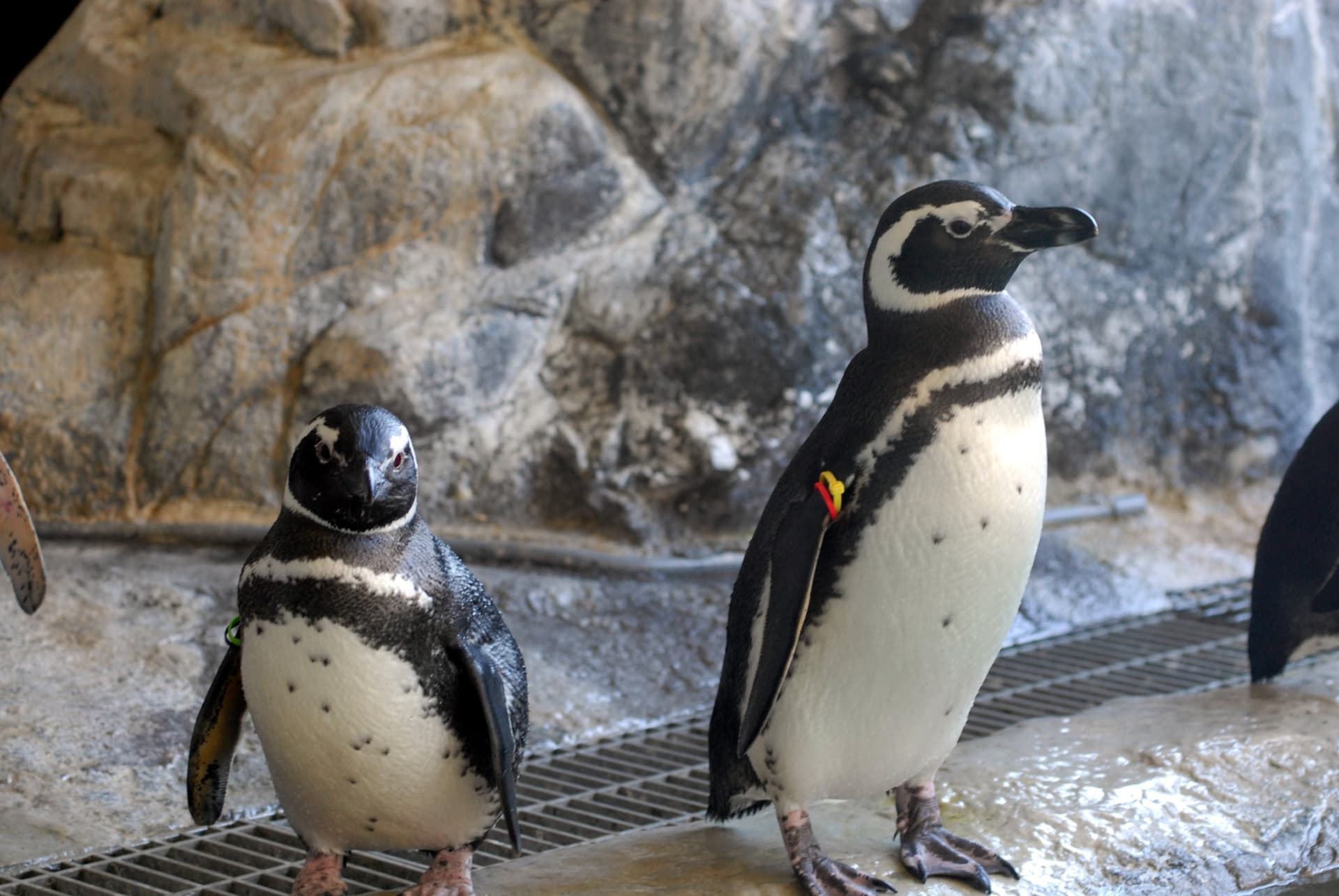 Shinagawa Aquarium Ticket - تصویر 3