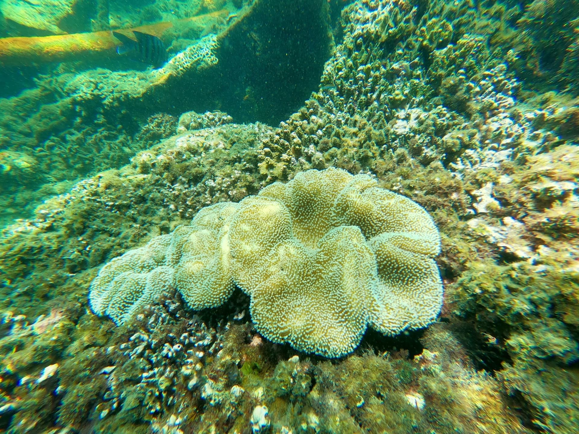 Moreton Island 1-Day Adventure Tour with Kayaking and Sandboarding - تصویر 13
