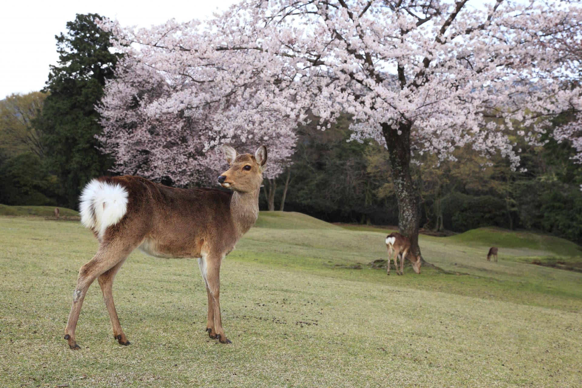 Kintetsu Rail Pass - Train & Bus Pass in Osaka, Nara, Kyoto, Mie (Ise Shima), Nagoya - تصویر 4