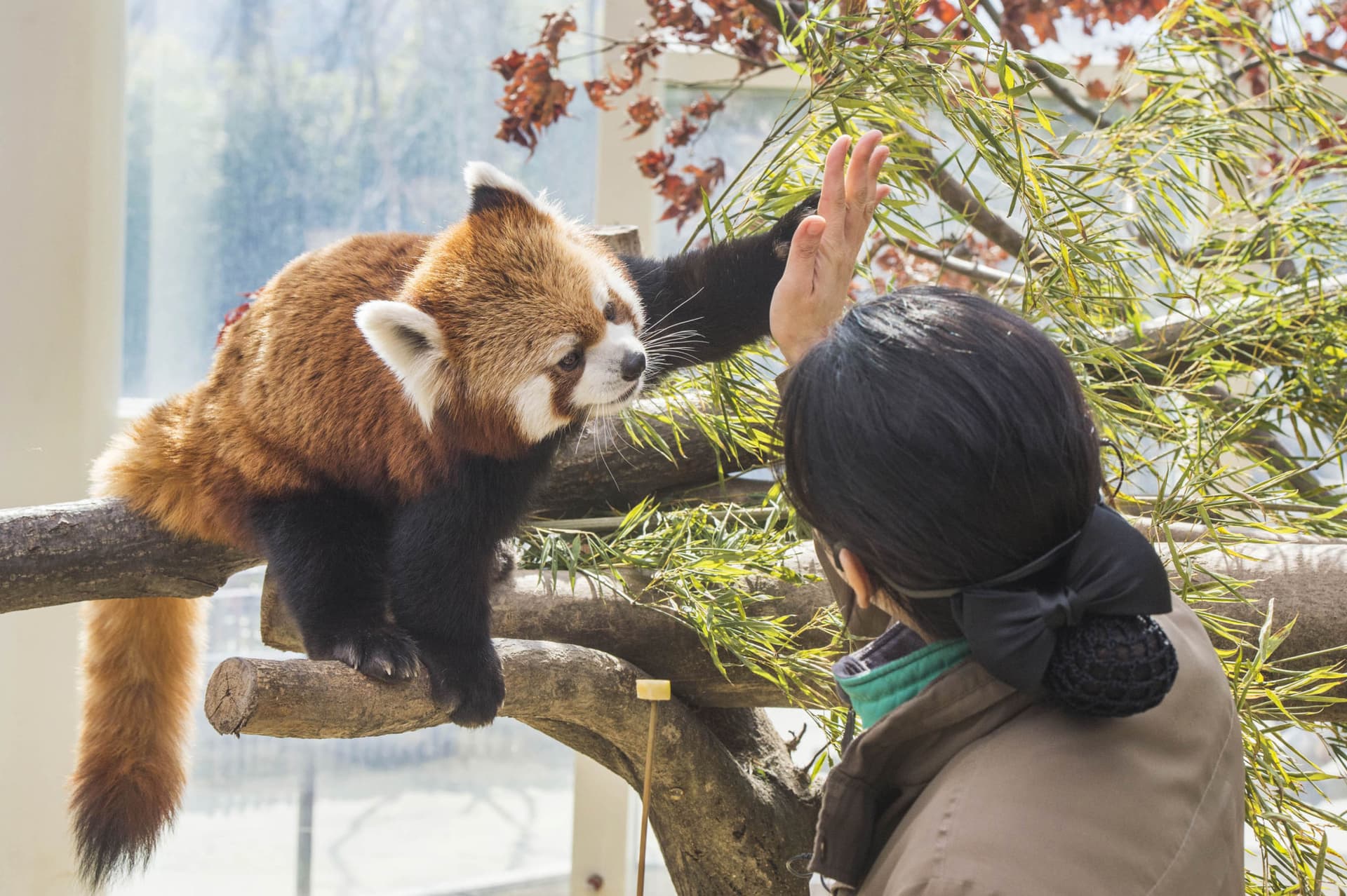 Everland Theme Park with Round Trip Transfers from Seoul - تصویر 14