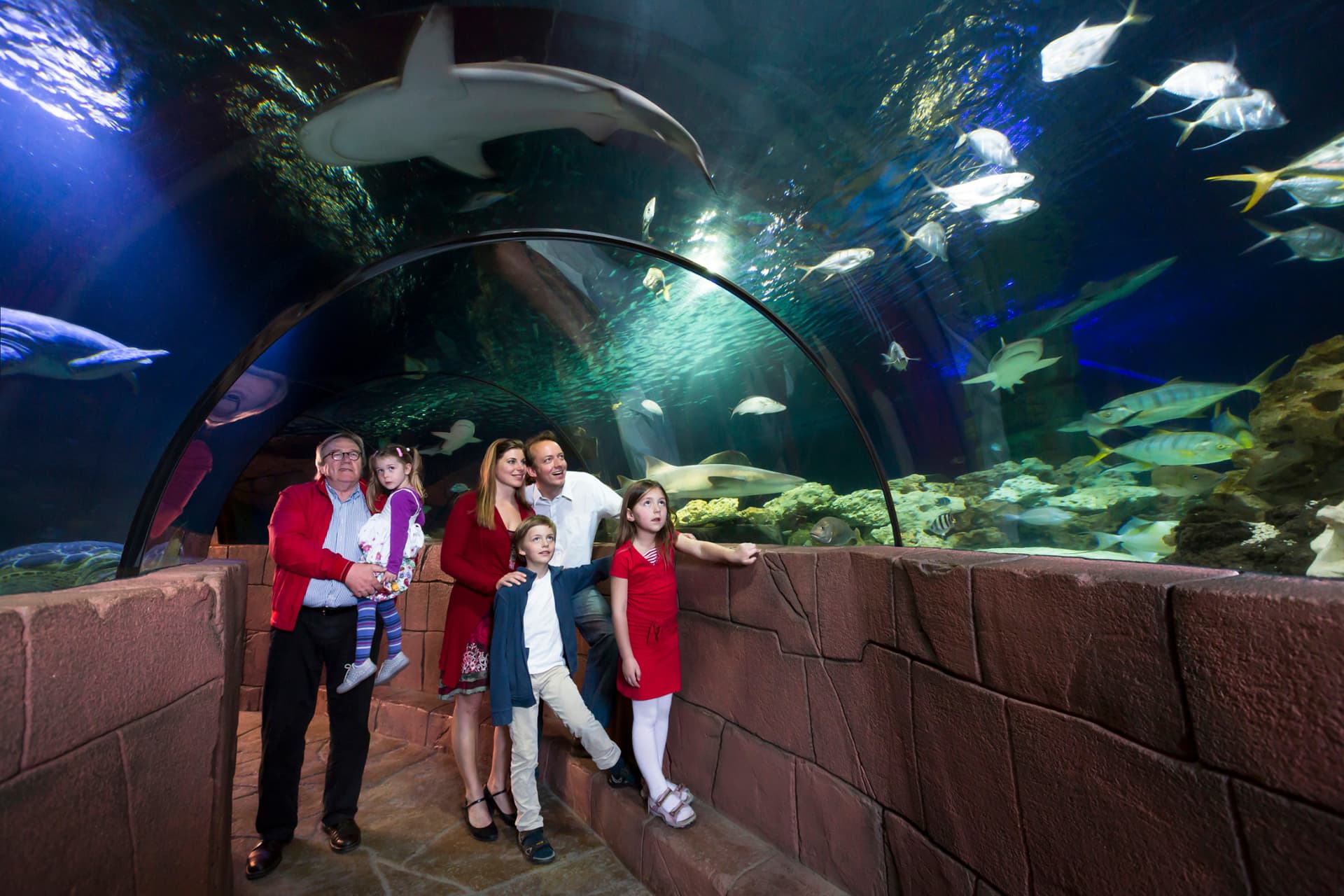 SEA LIFE Hannover Aquarium Ticket - تصویر اصلی
