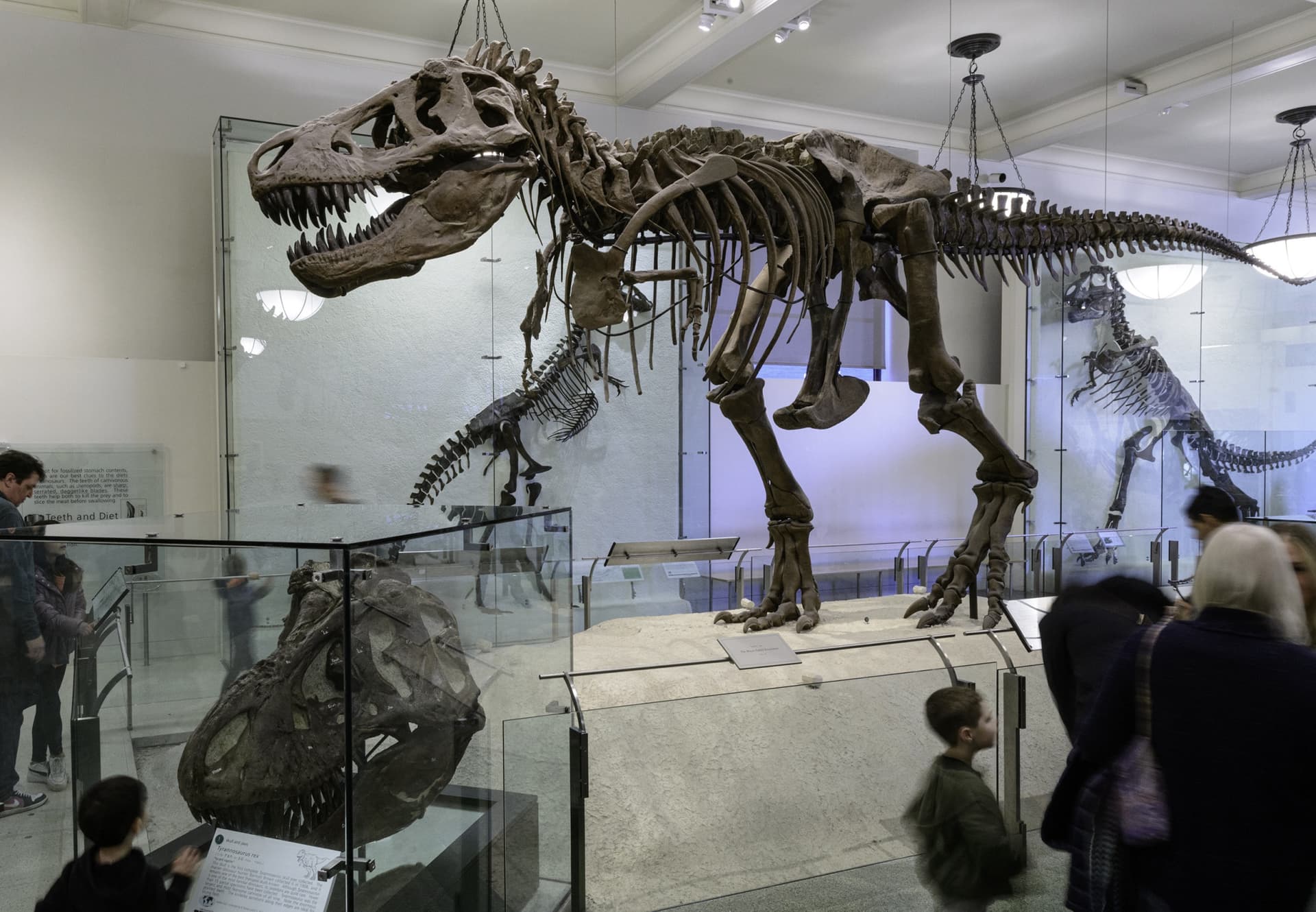 COMBO: American Museum of Natural History + The Museum of Modern Art (MoMA) Tickets - تصویر 2