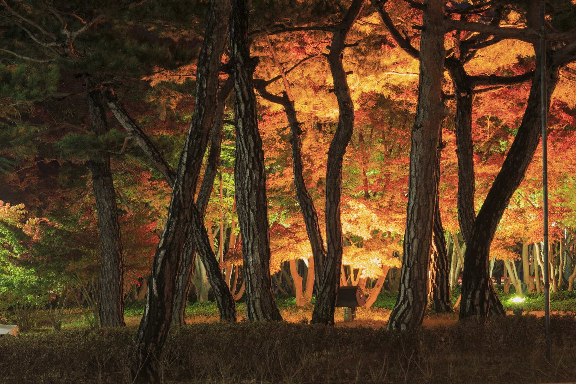 Gyeongju Autumn Foliage One Day Tour from Busan - تصویر 7