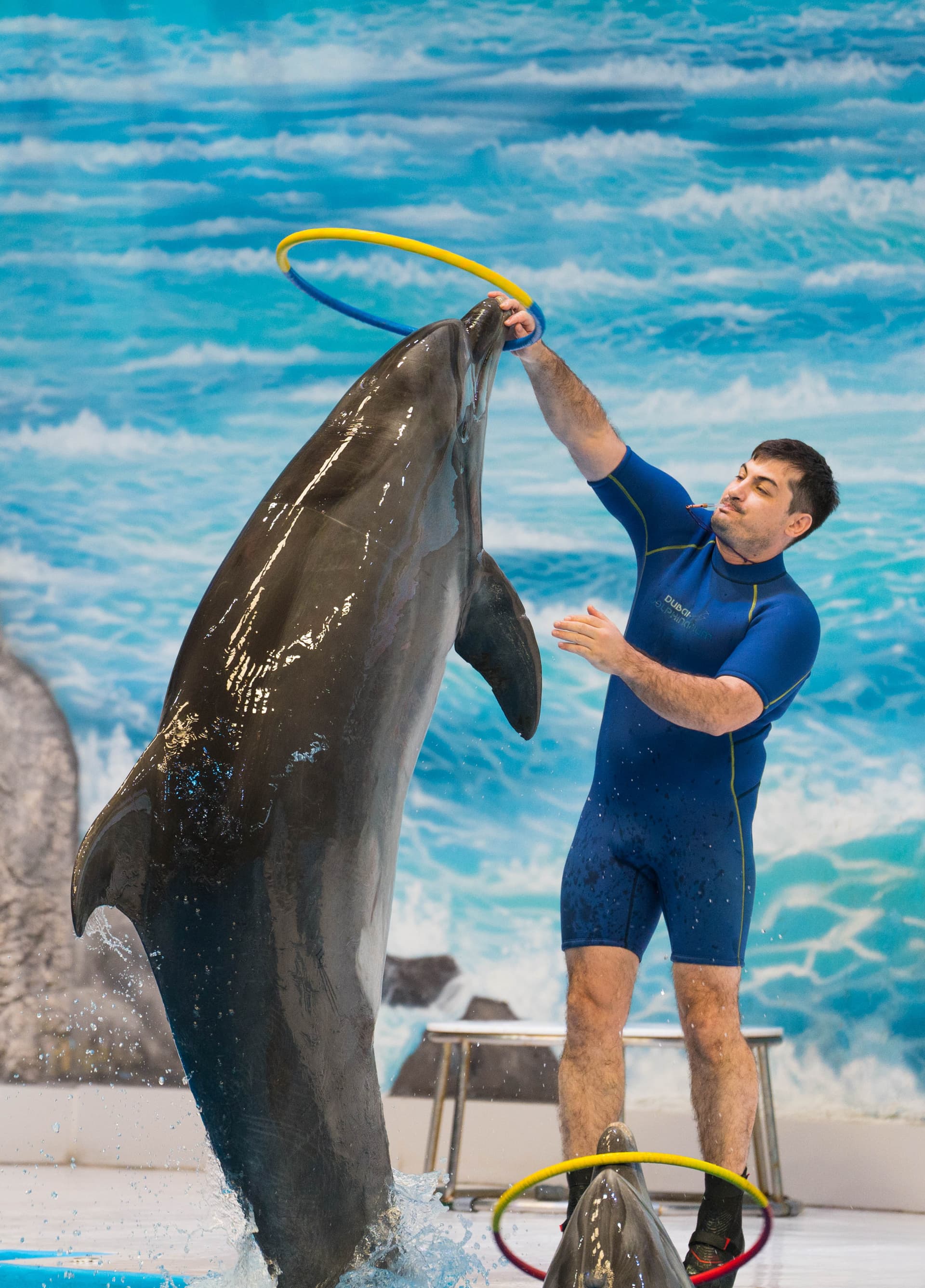 Dubai Dolphinarium Ticket - تصویر 6