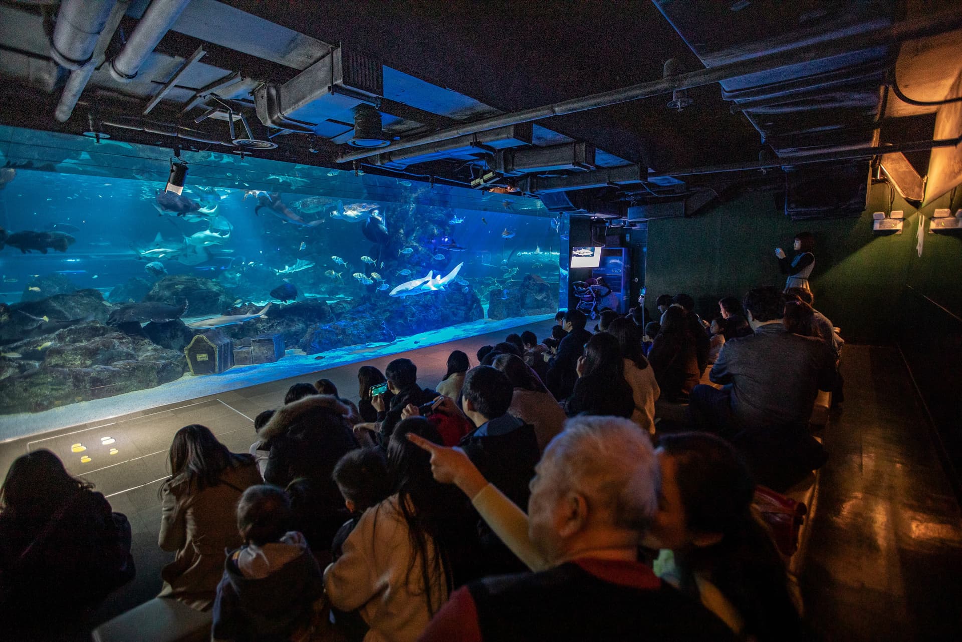 SEA LIFE COEX, Seoul Aquarium Ticket - تصویر 11