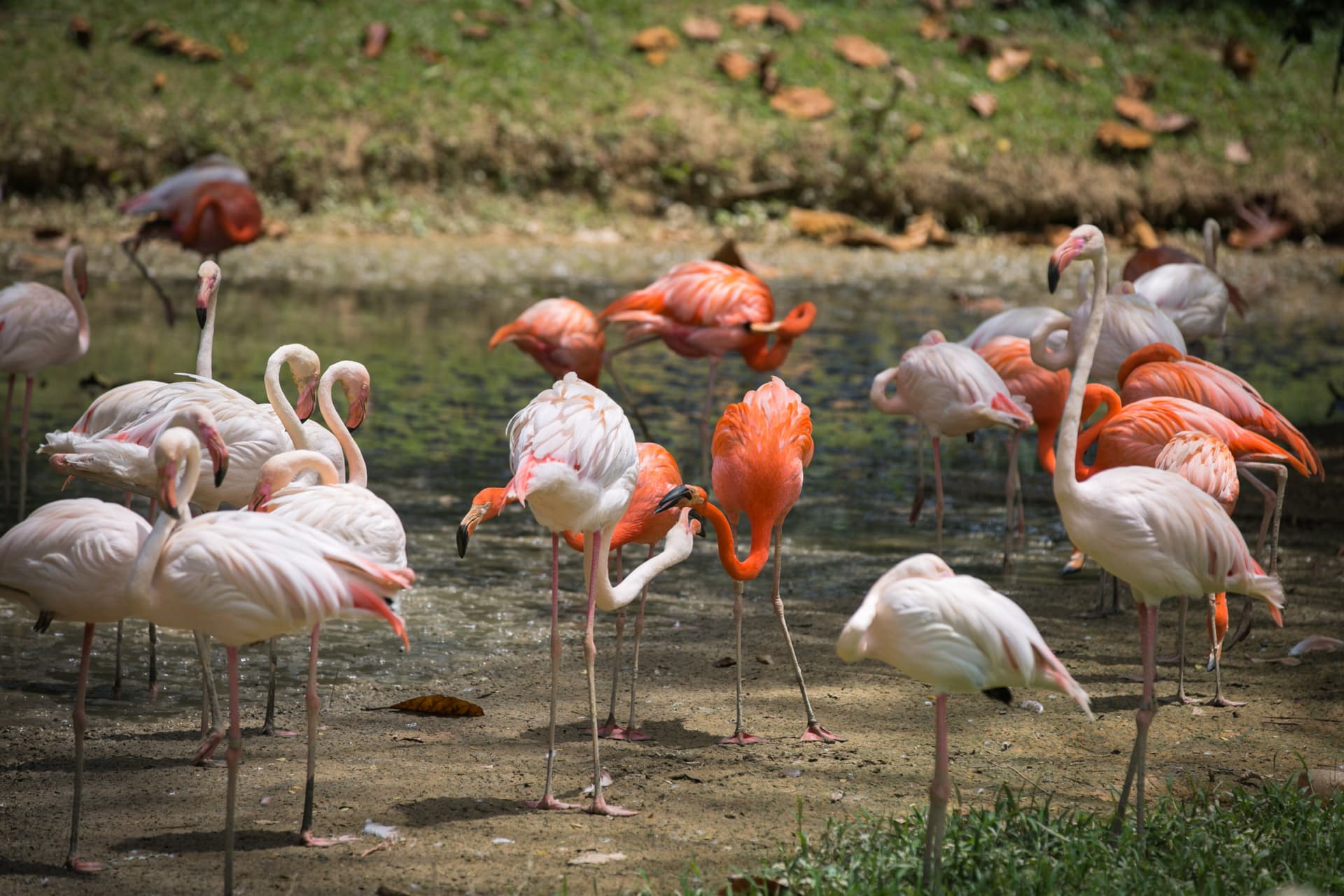 Zoo Negara Malaysia & Panda Conservation Centre Ticket - تصویر 15