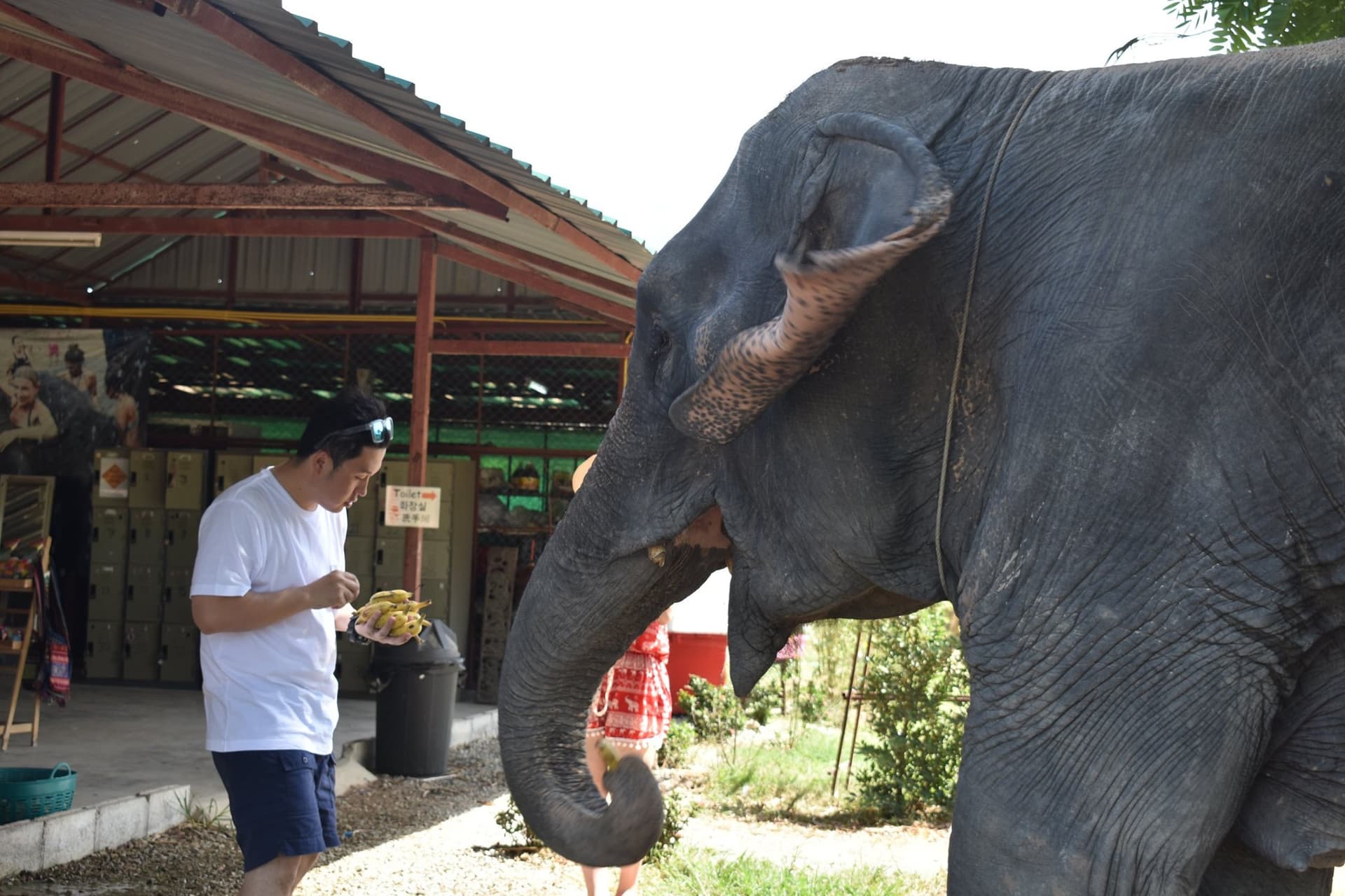 Elephant Jungle Sanctuary Pattaya - تصویر 2