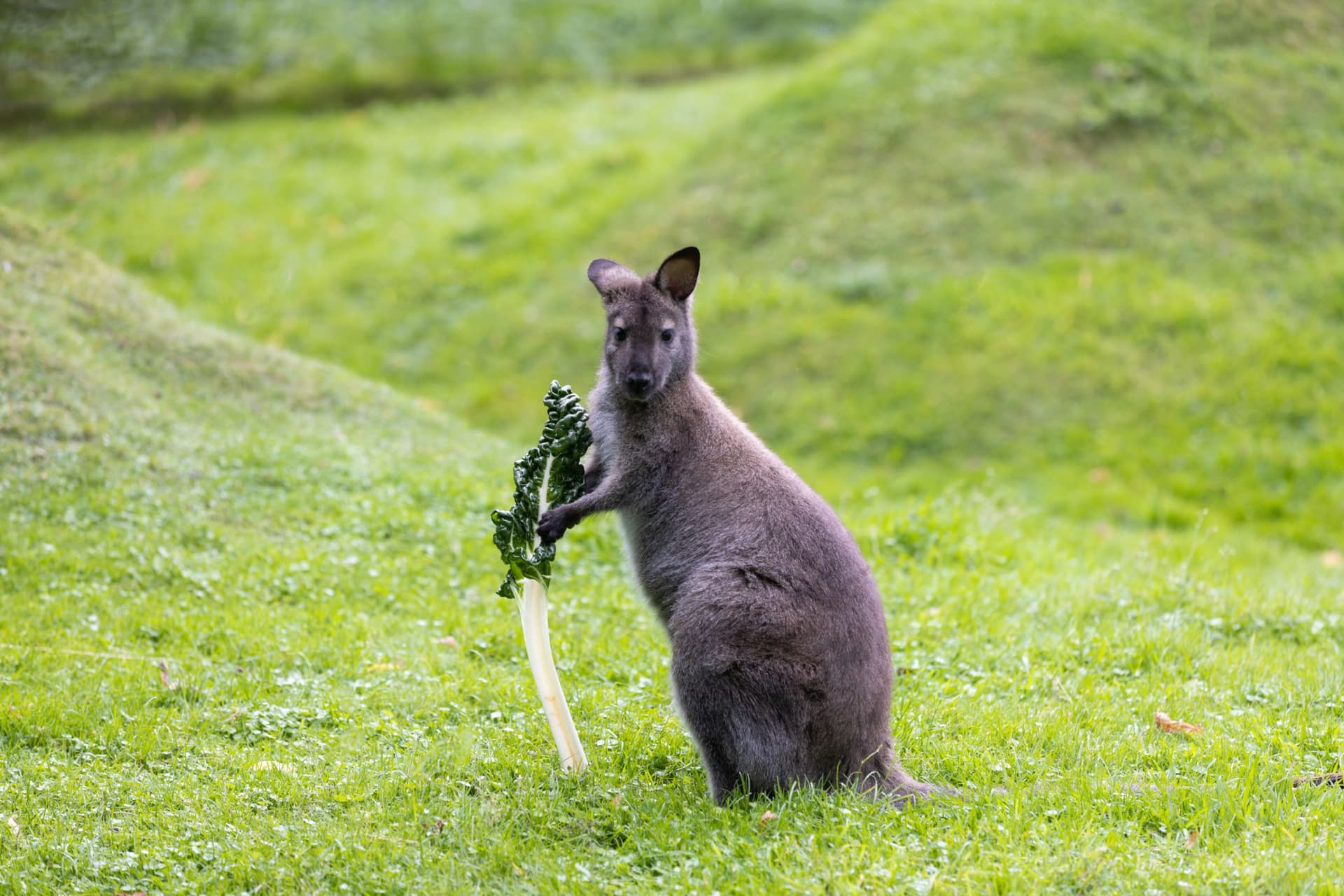 Willowbank Wildlife Reserve Ticket - تصویر 3